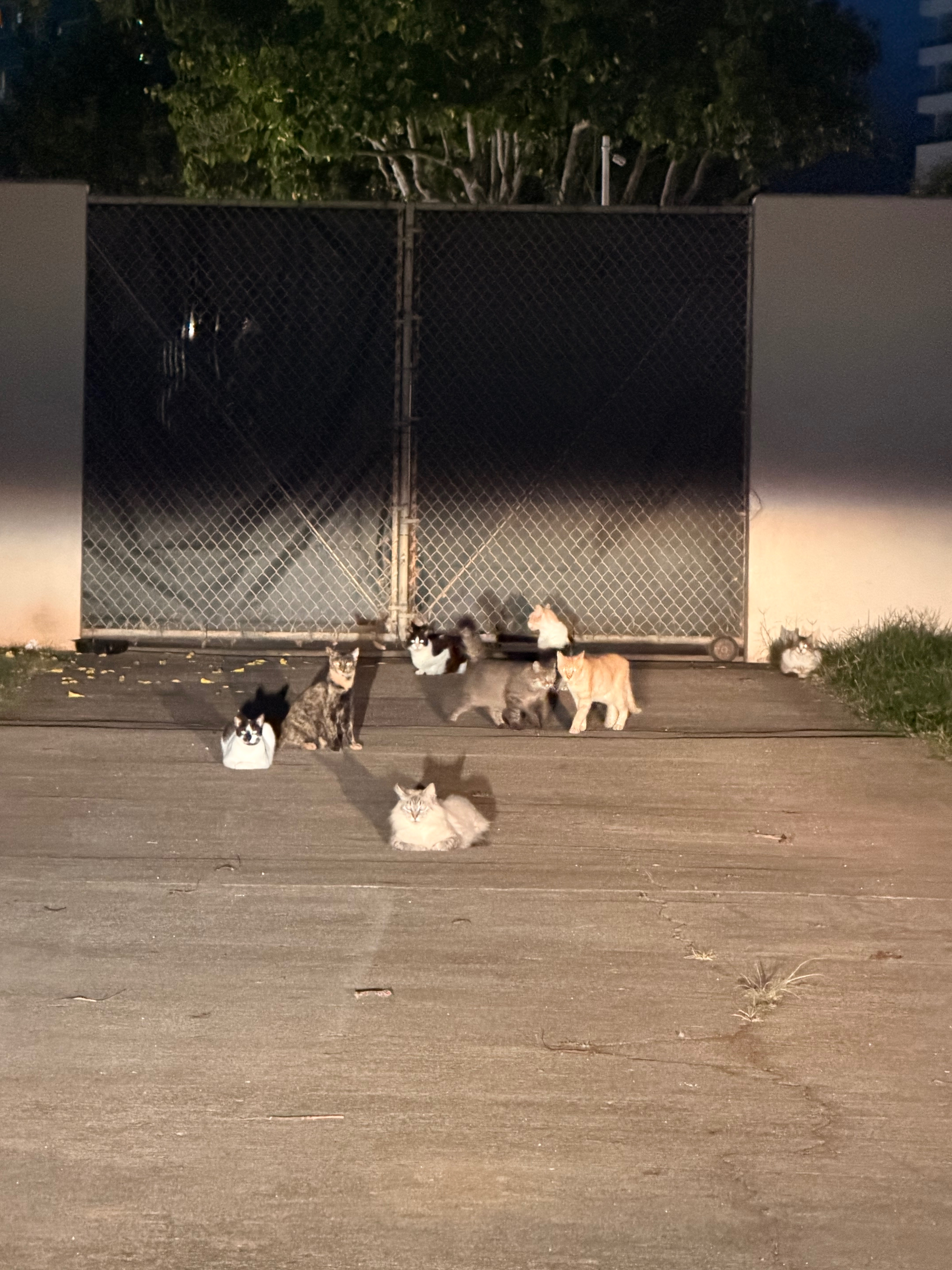 Photo de la campagne Help Oʻahu’s Forgotten Cats Get Care and Safety, 5 sur 8