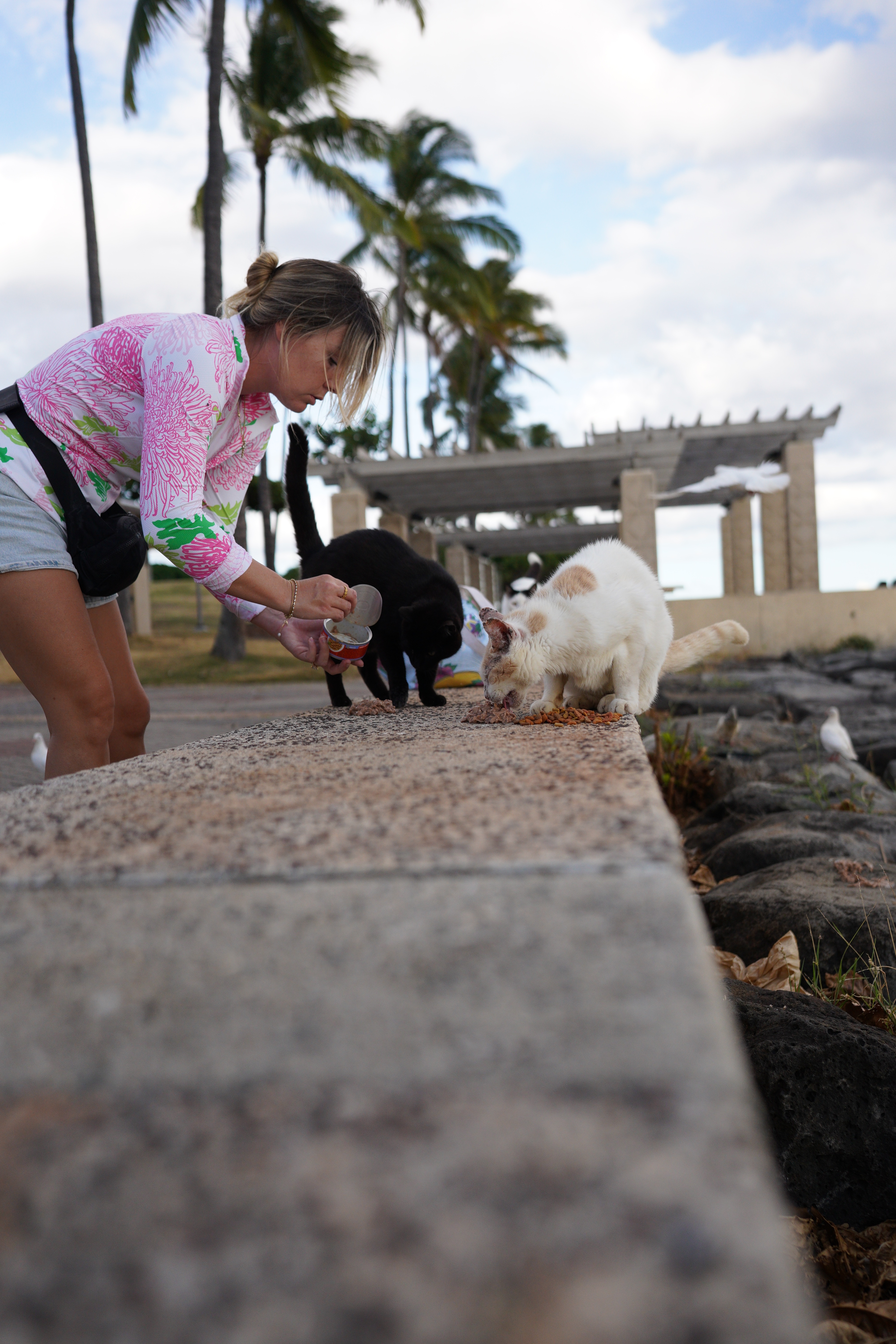 Photo de la campagne Help Oʻahu’s Forgotten Cats Get Care and Safety, 6 sur 8