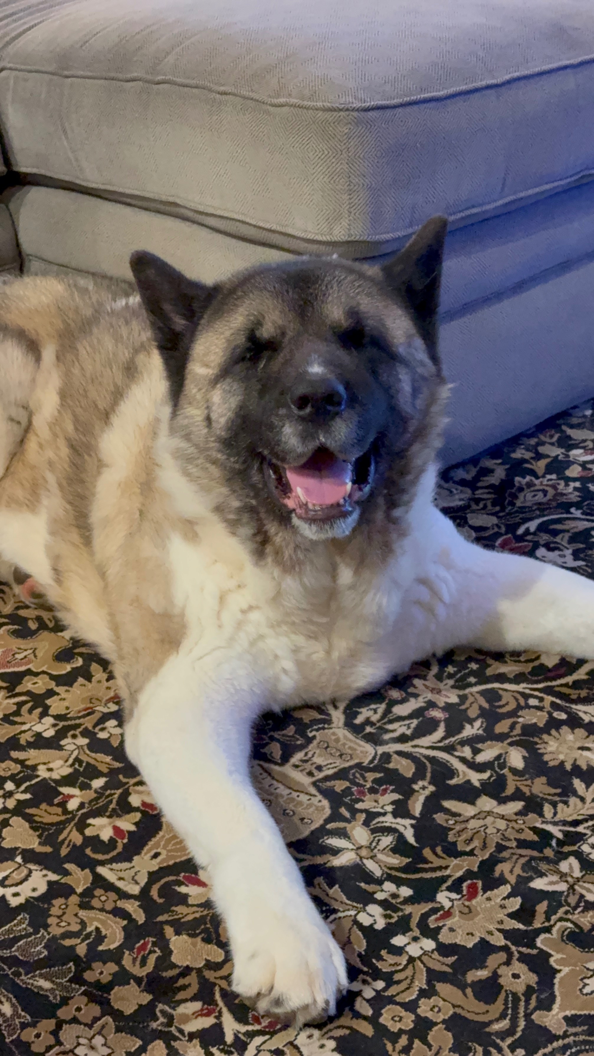 Help Publish The Great Akita Rescue Book campaign photo, 6 of 7