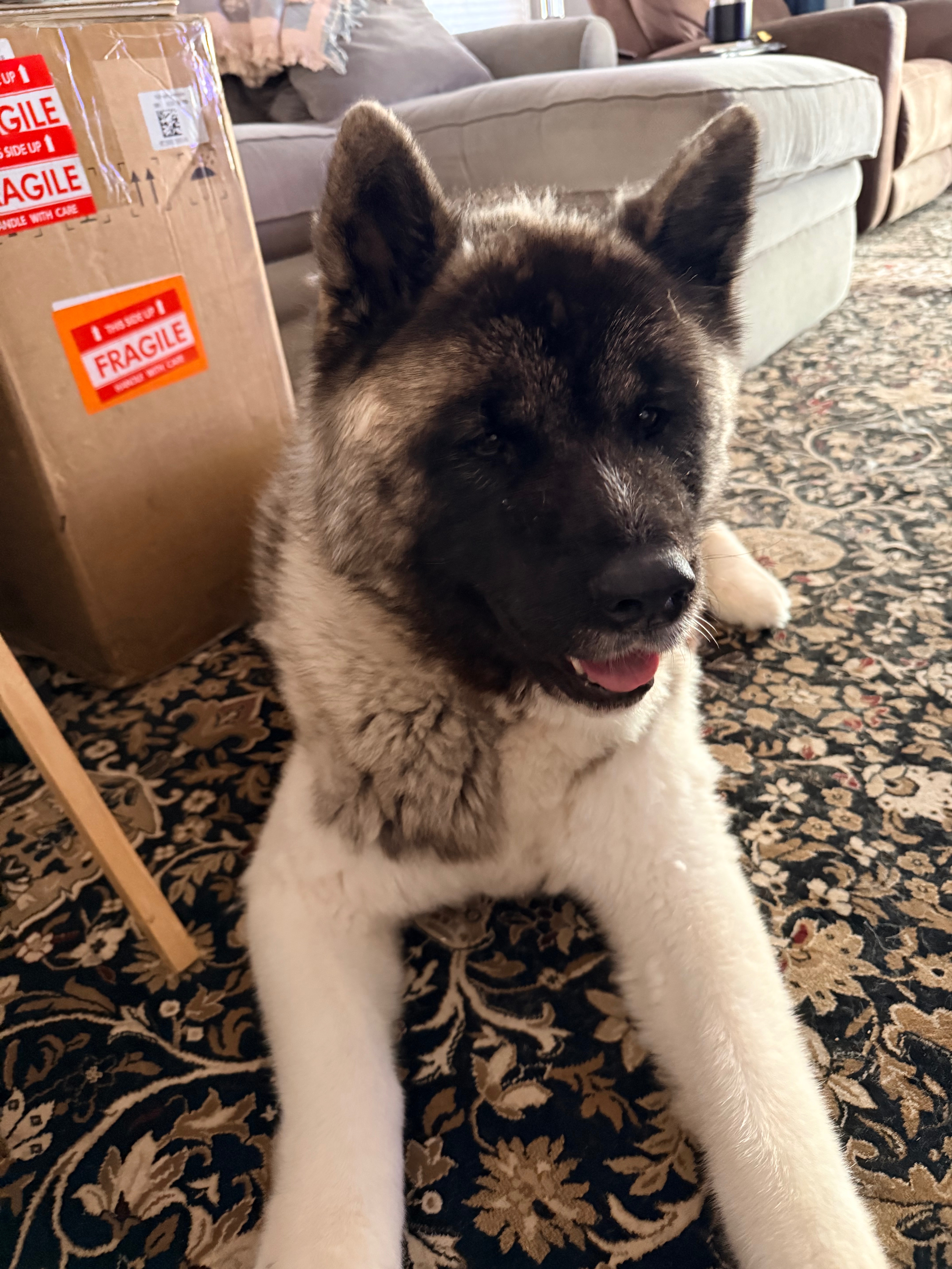 Help Publish The Great Akita Rescue Book campaign photo, 2 of 7