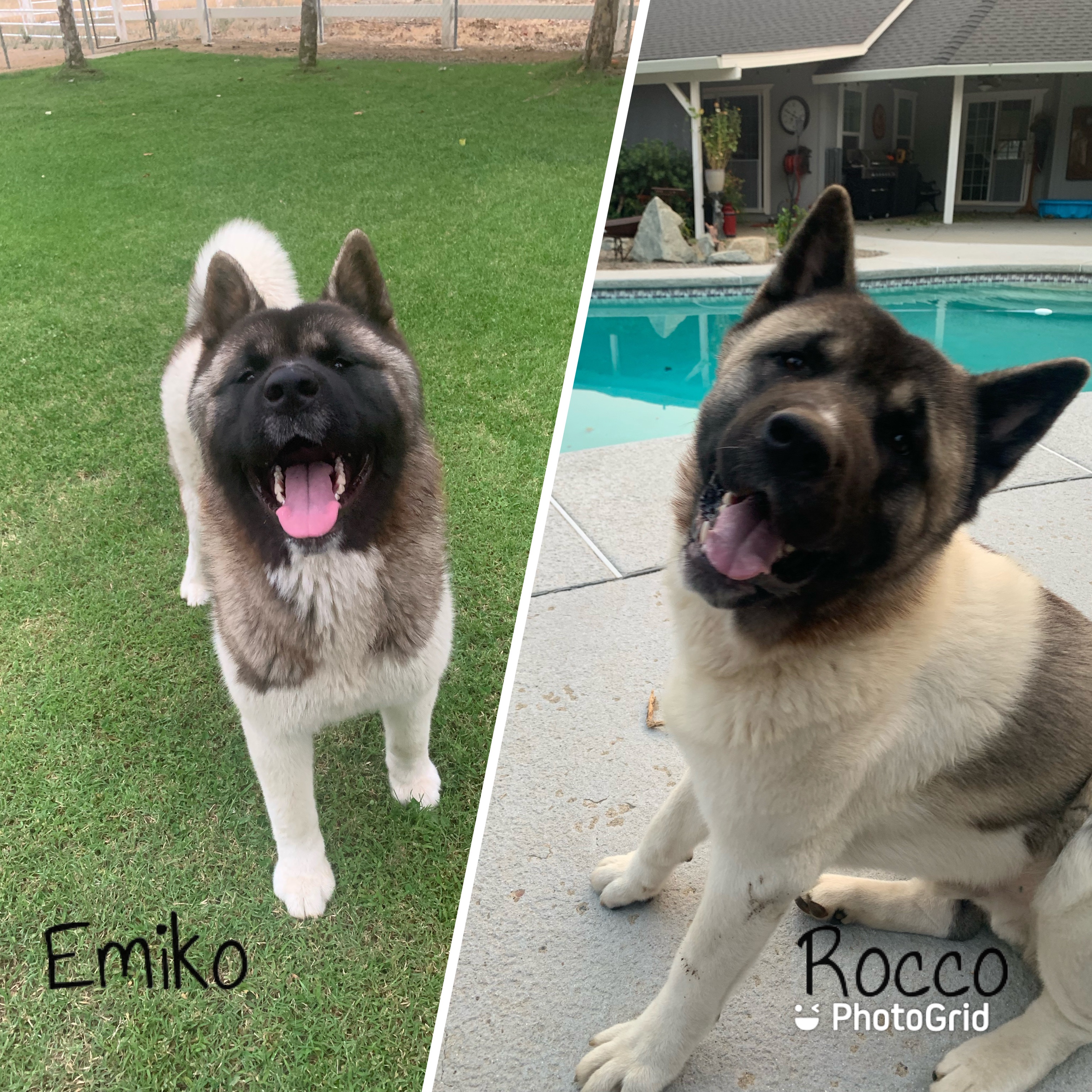 Help Publish The Great Akita Rescue Book campaign photo, 4 of 7