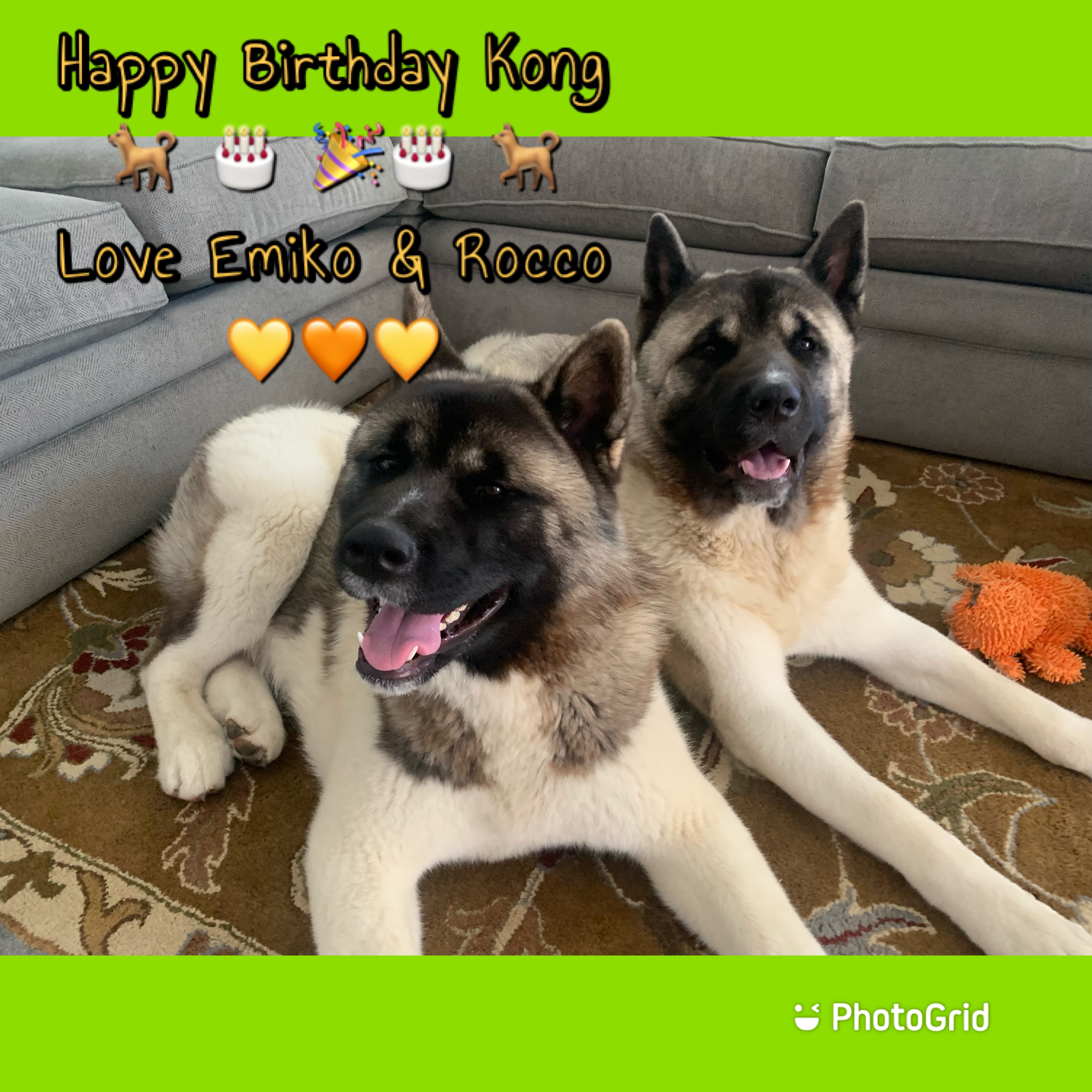 Help Publish The Great Akita Rescue Book campaign photo, 5 of 7