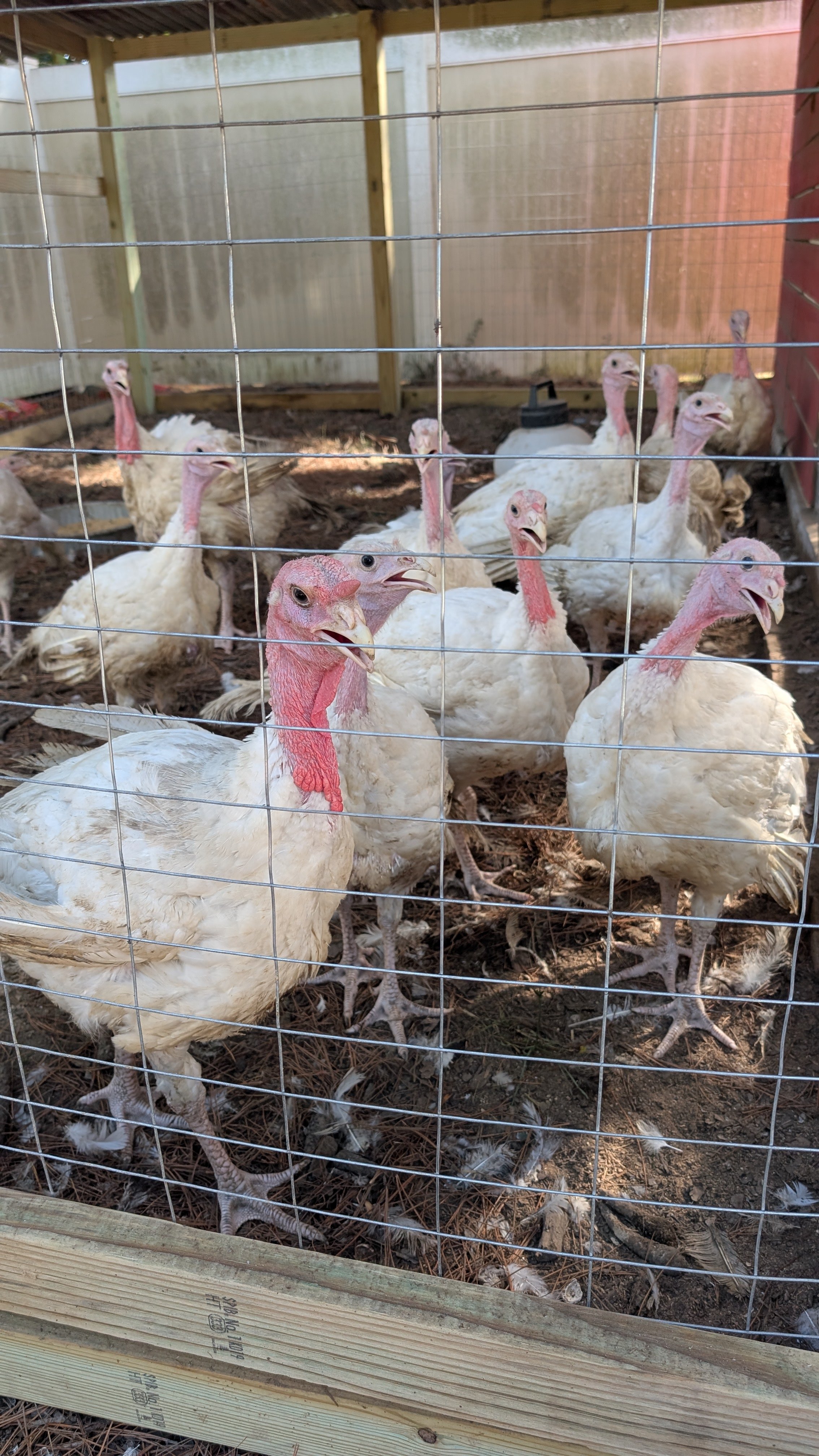 Help Us Build Our Homestead Dream campaign photo, 7 of 8