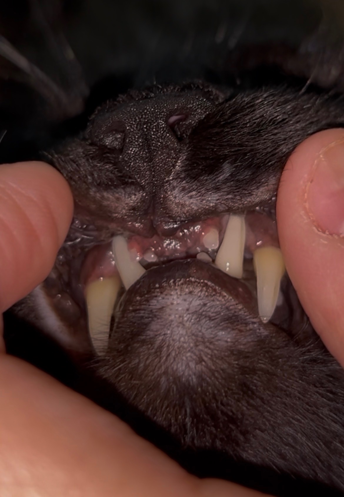 Help Jack the Cat Get His Dental Surgery campaign photo, 7 of 8