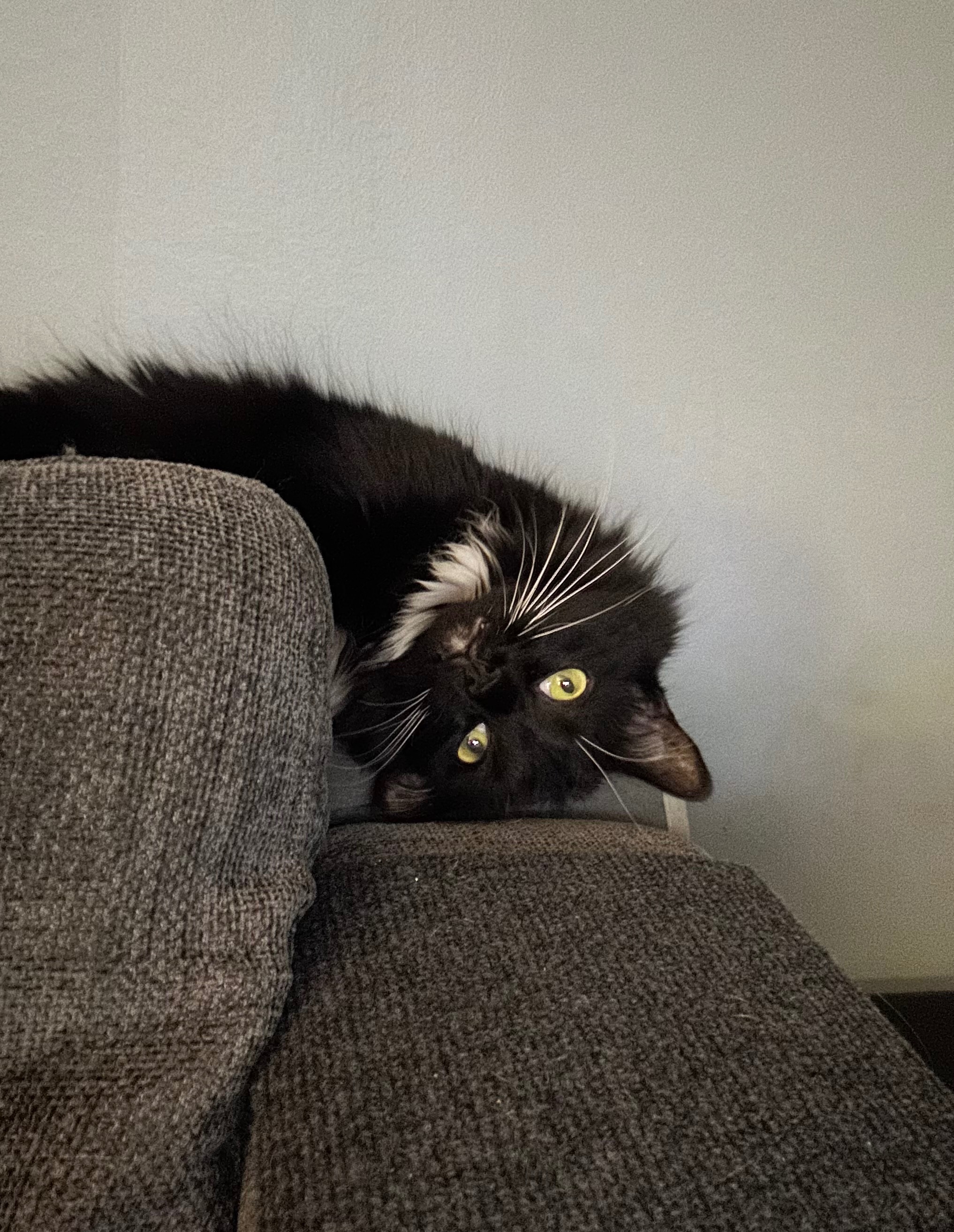 Help Jack the Cat Get His Dental Surgery campaign photo, 5 of 8