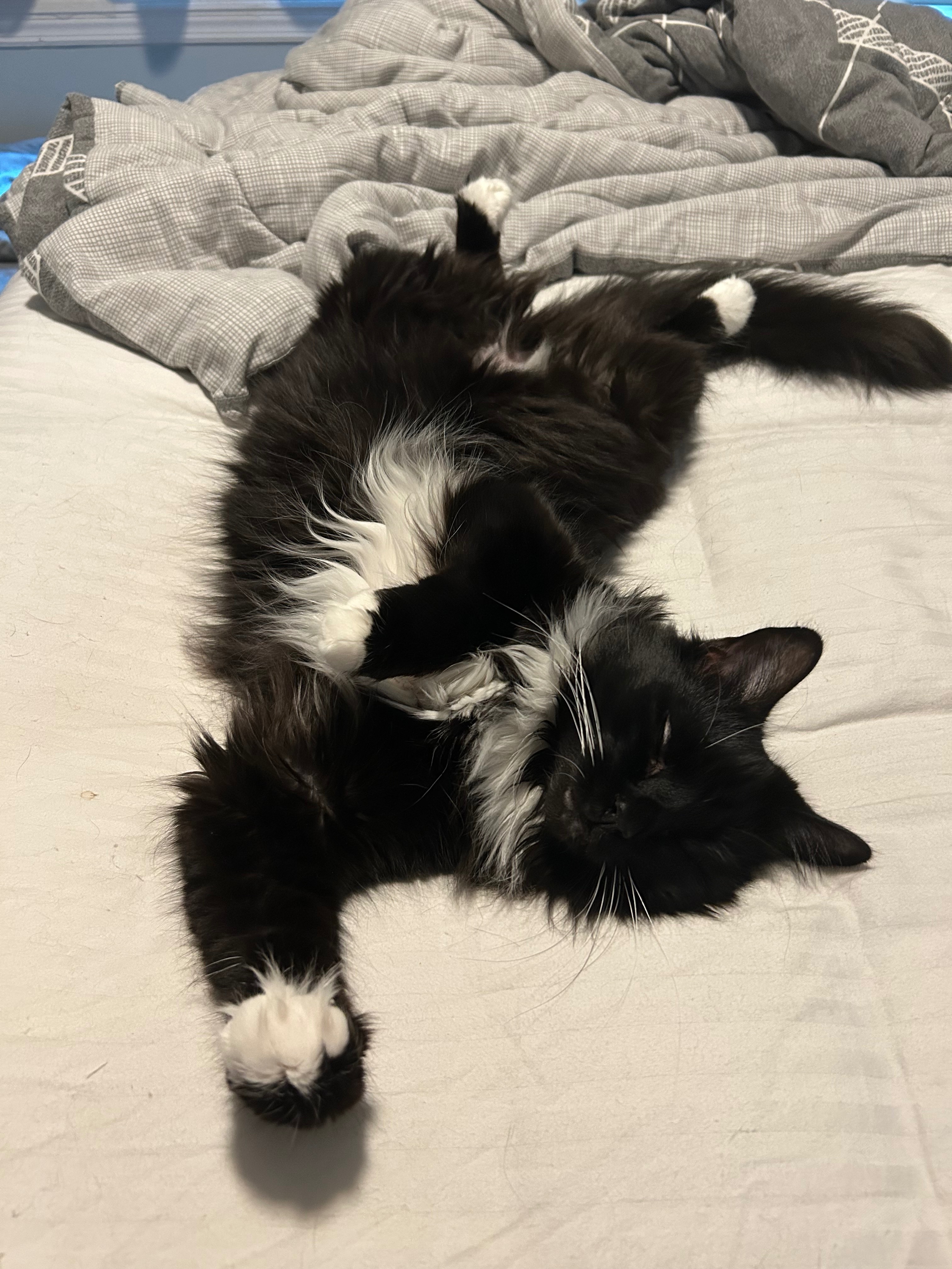 Help Jack the Cat Get His Dental Surgery campaign photo, 6 of 8