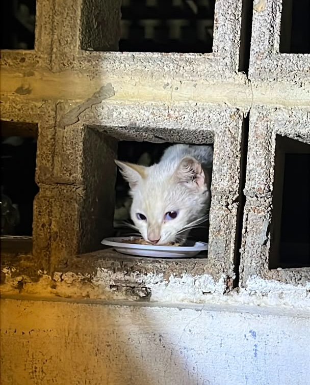 Help Us Rescue Cats Affected by Venezuela's Earthquake campaign photo, 6 of 7