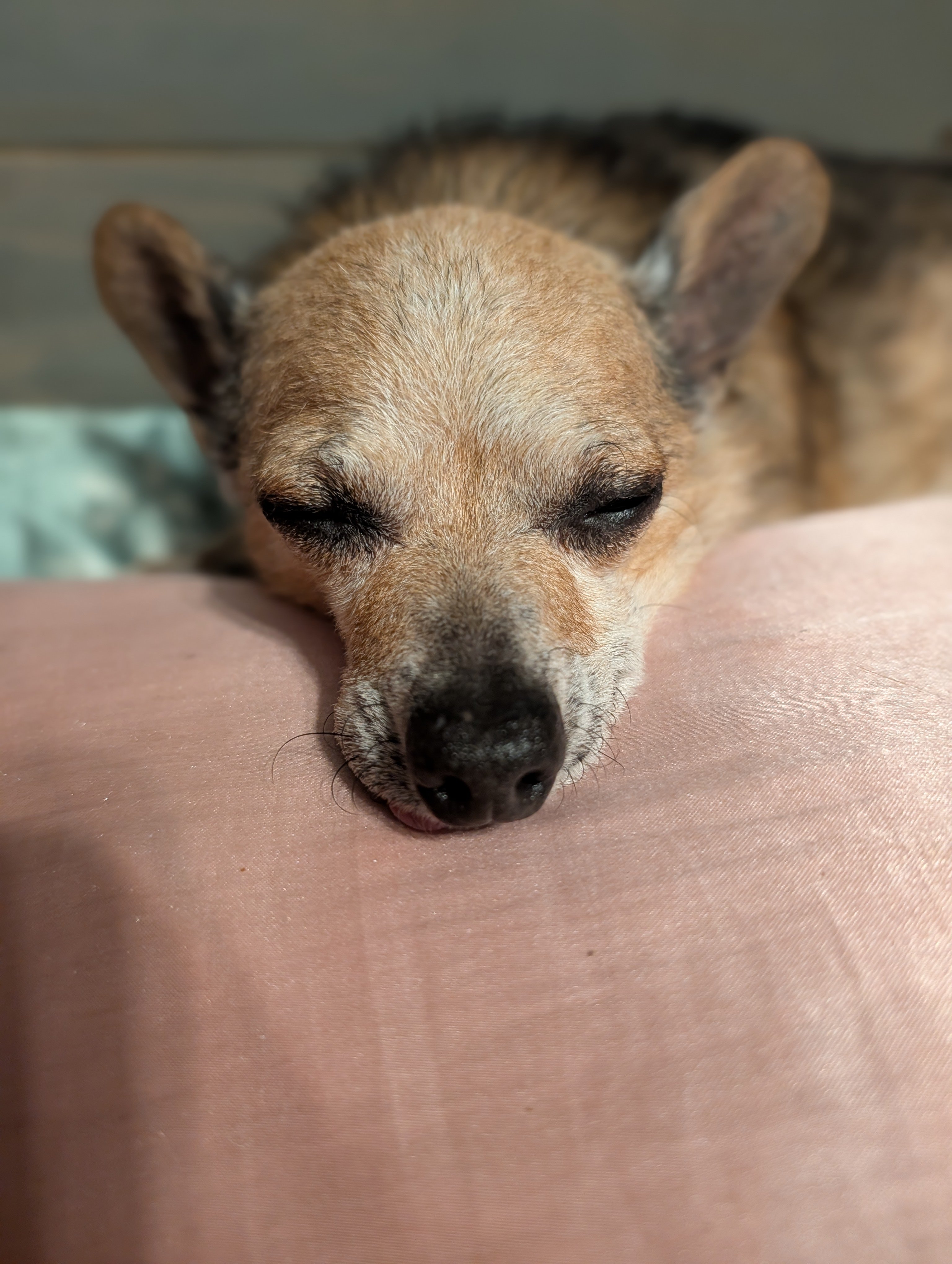 Help Bring Lokie Home and Cover Vet Costs campaign photo, 2 of 7