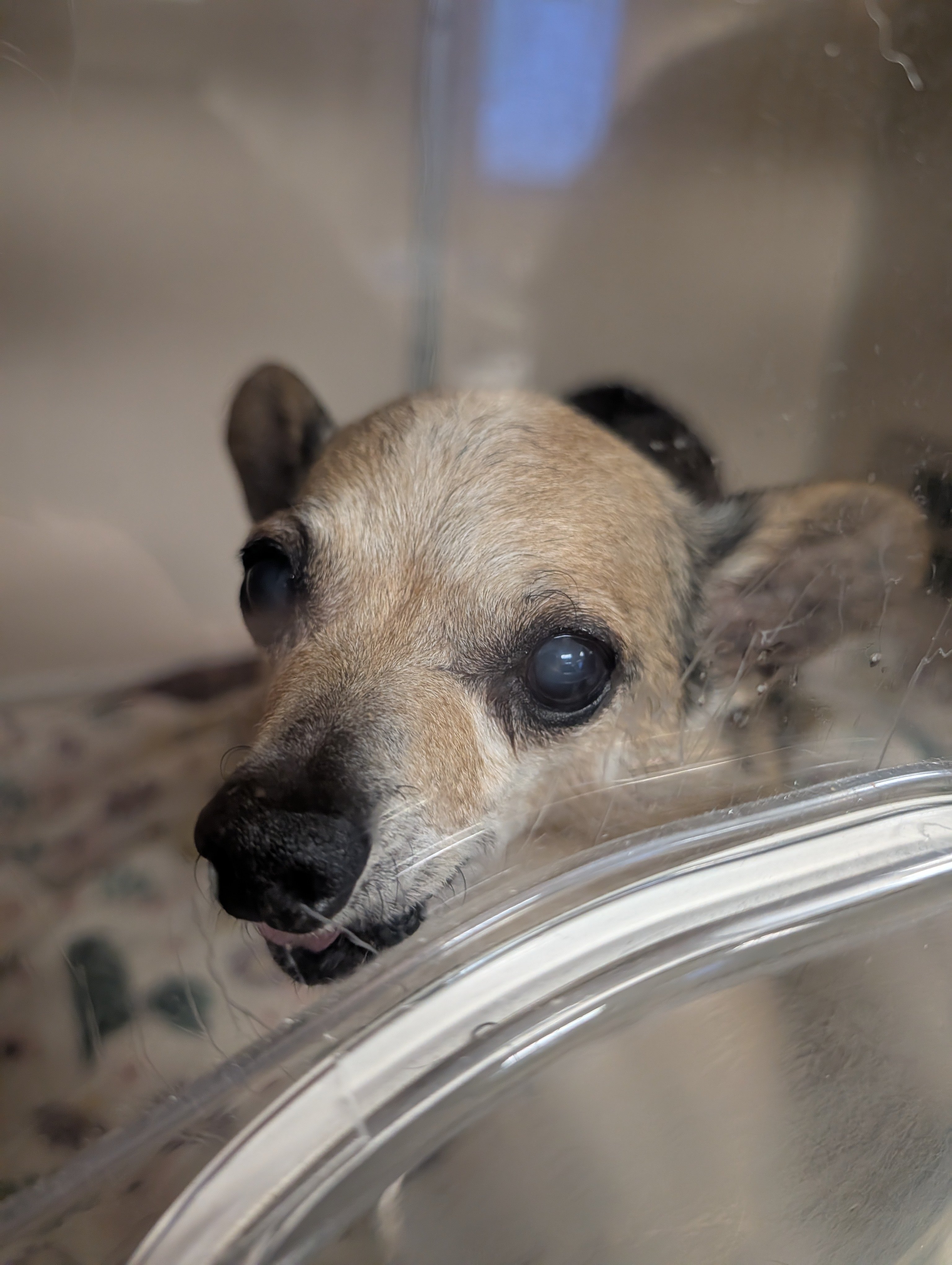 Help Bring Lokie Home and Cover Vet Costs campaign photo, 4 of 7