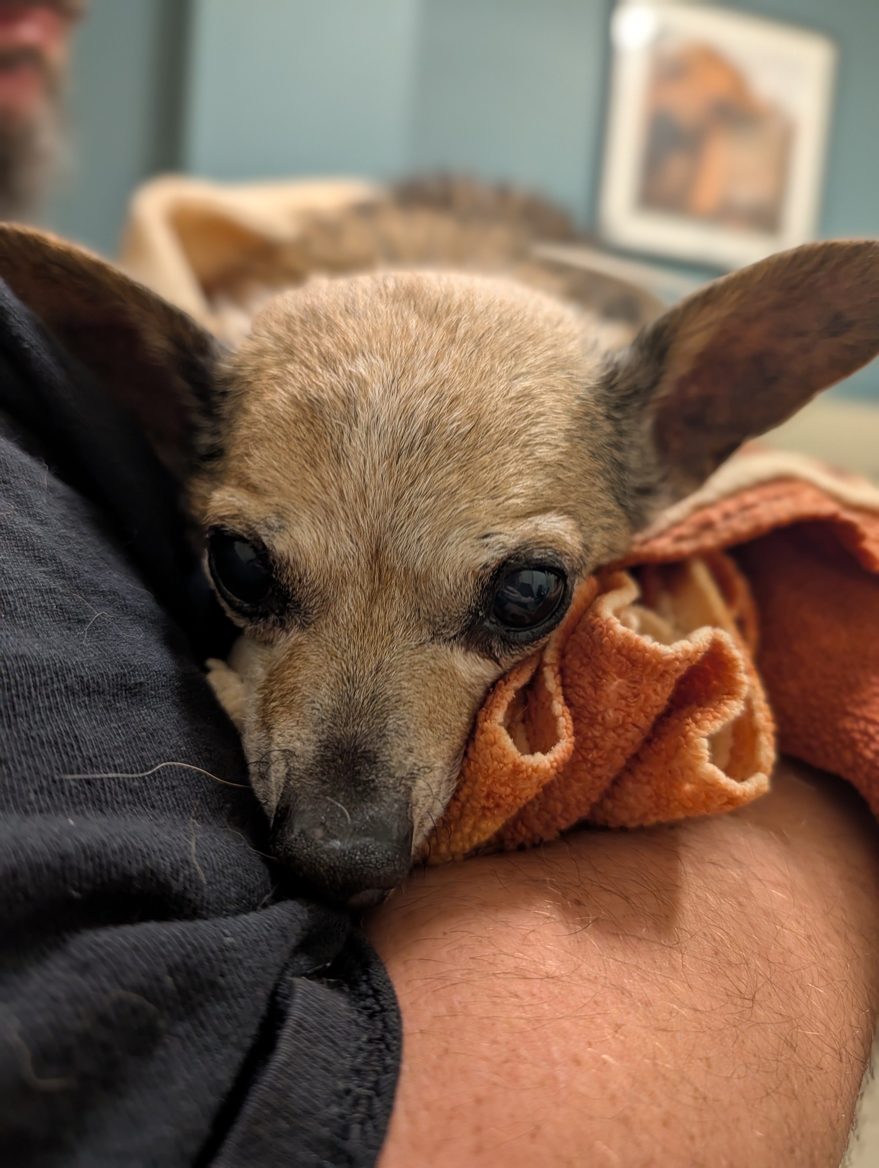 Help Bring Lokie Home and Cover Vet Costs campaign photo, 5 of 7