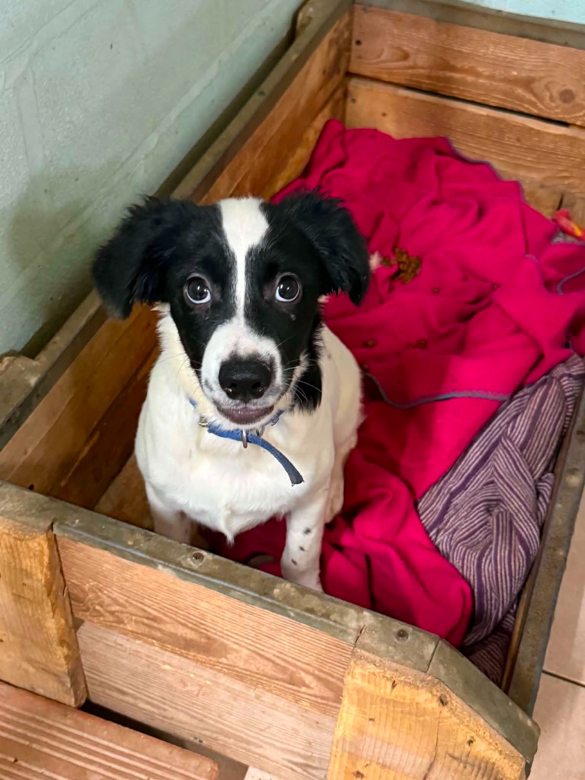 Kampagnen-Foto für Rettet Domino! Dringende Herz-OP für Shelter-Hund auf Zypern, 2 von 8