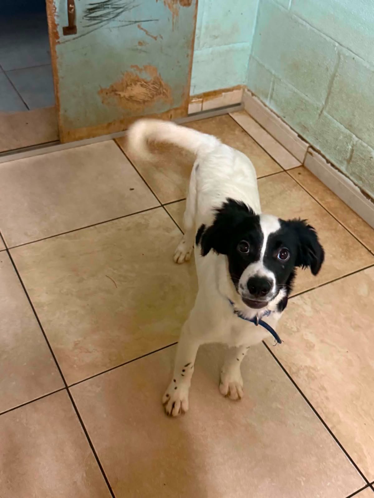 Kampagnen-Foto für Rettet Domino! Dringende Herz-OP für Shelter-Hund auf Zypern, 7 von 8