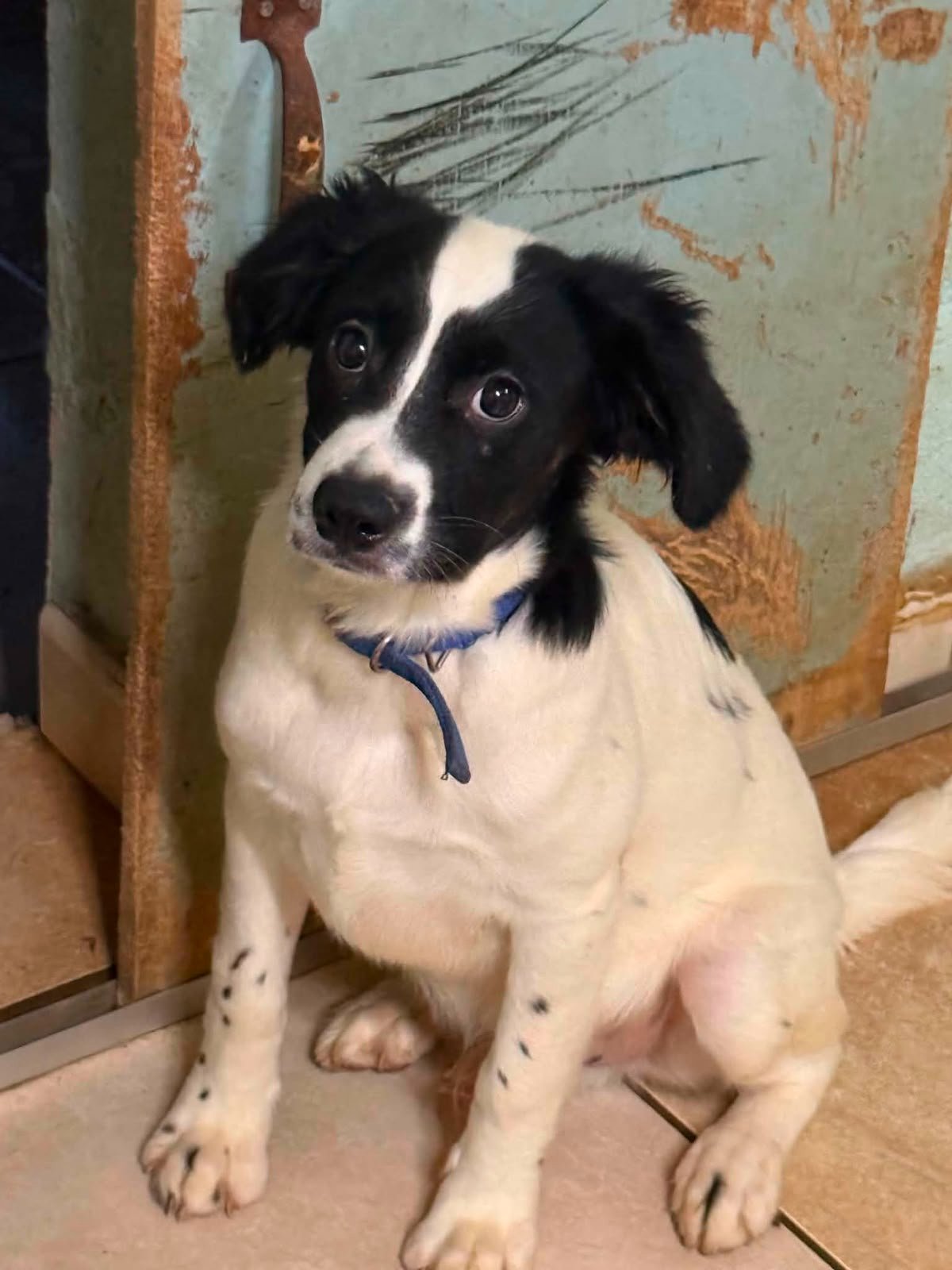 Kampagnen-Foto für Rettet Domino! Dringende Herz-OP für Shelter-Hund auf Zypern, 4 von 8