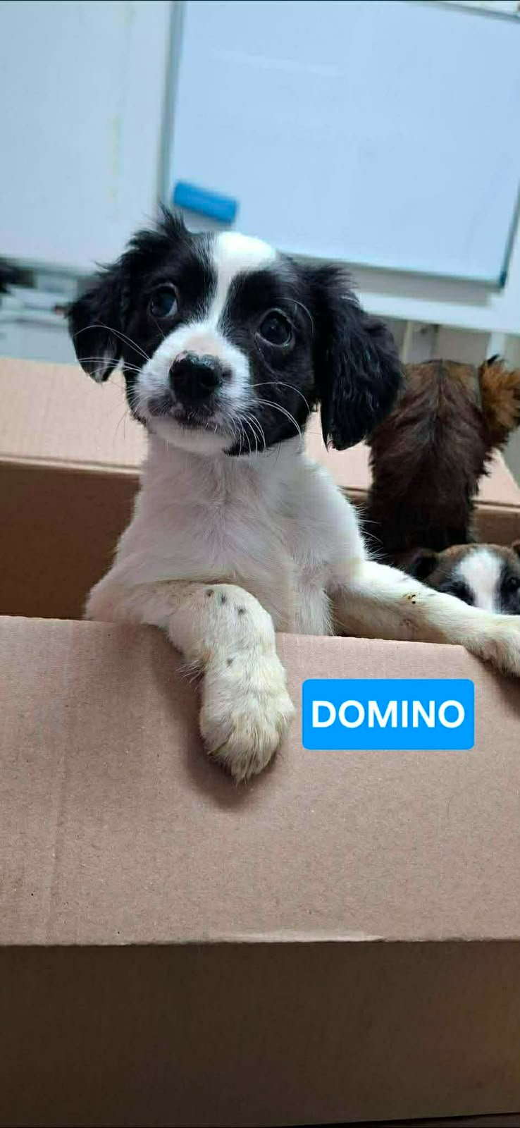Kampagnen-Foto für Rettet Domino! Dringende Herz-OP für Shelter-Hund auf Zypern, 6 von 8