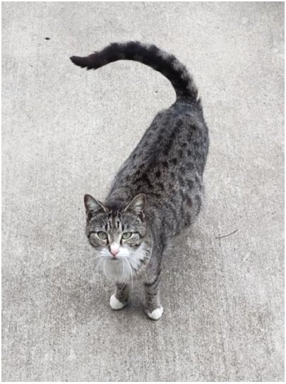 Help Hubbard's Cats with TNR Program campaign photo, 4 of 5