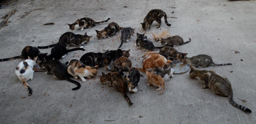 Help Hubbard's Cats with TNR Program campaign photo, 2 of 5