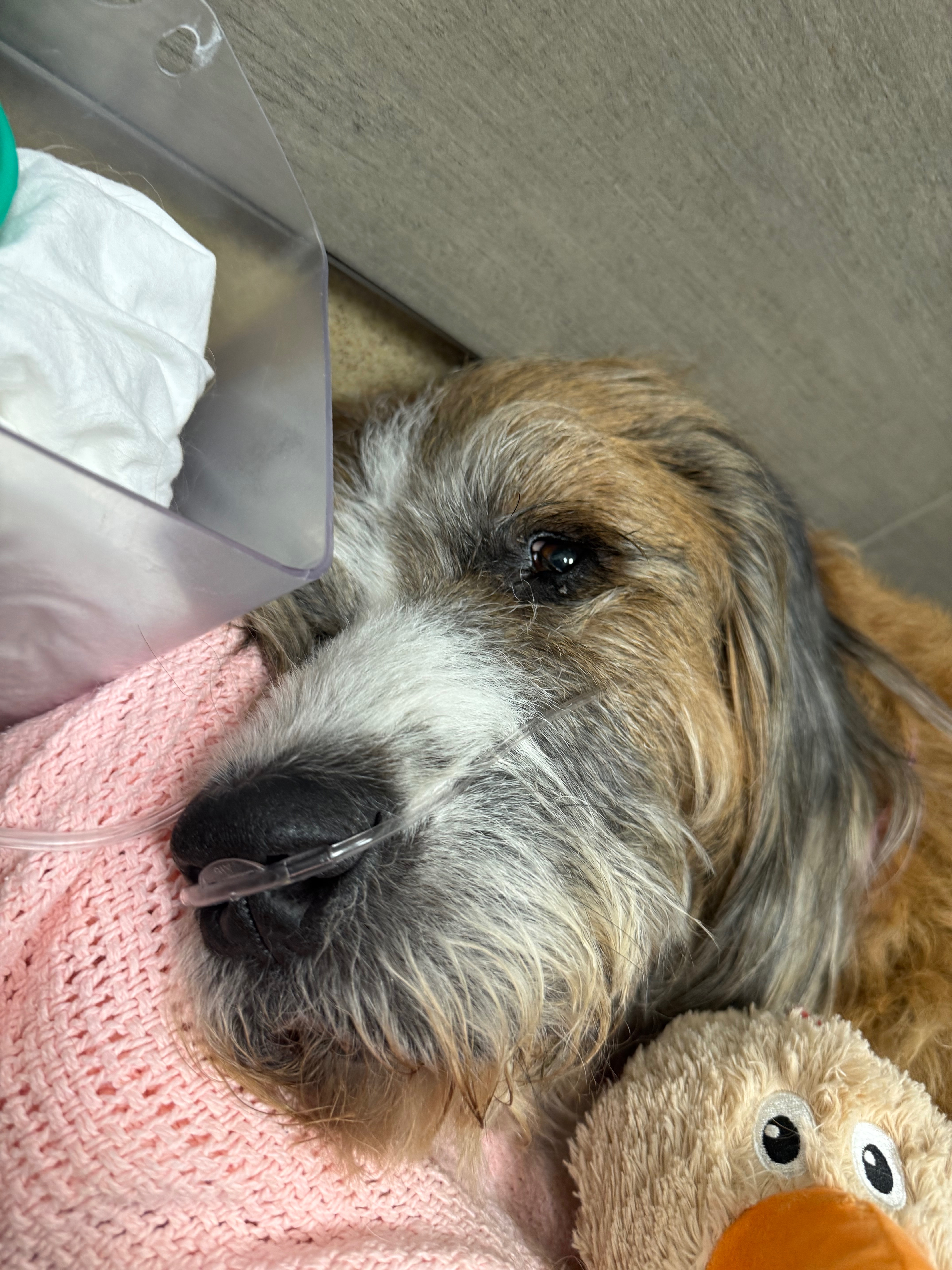 Help Henry Recover: Emergency Vet Care campaign photo, 5 of 6