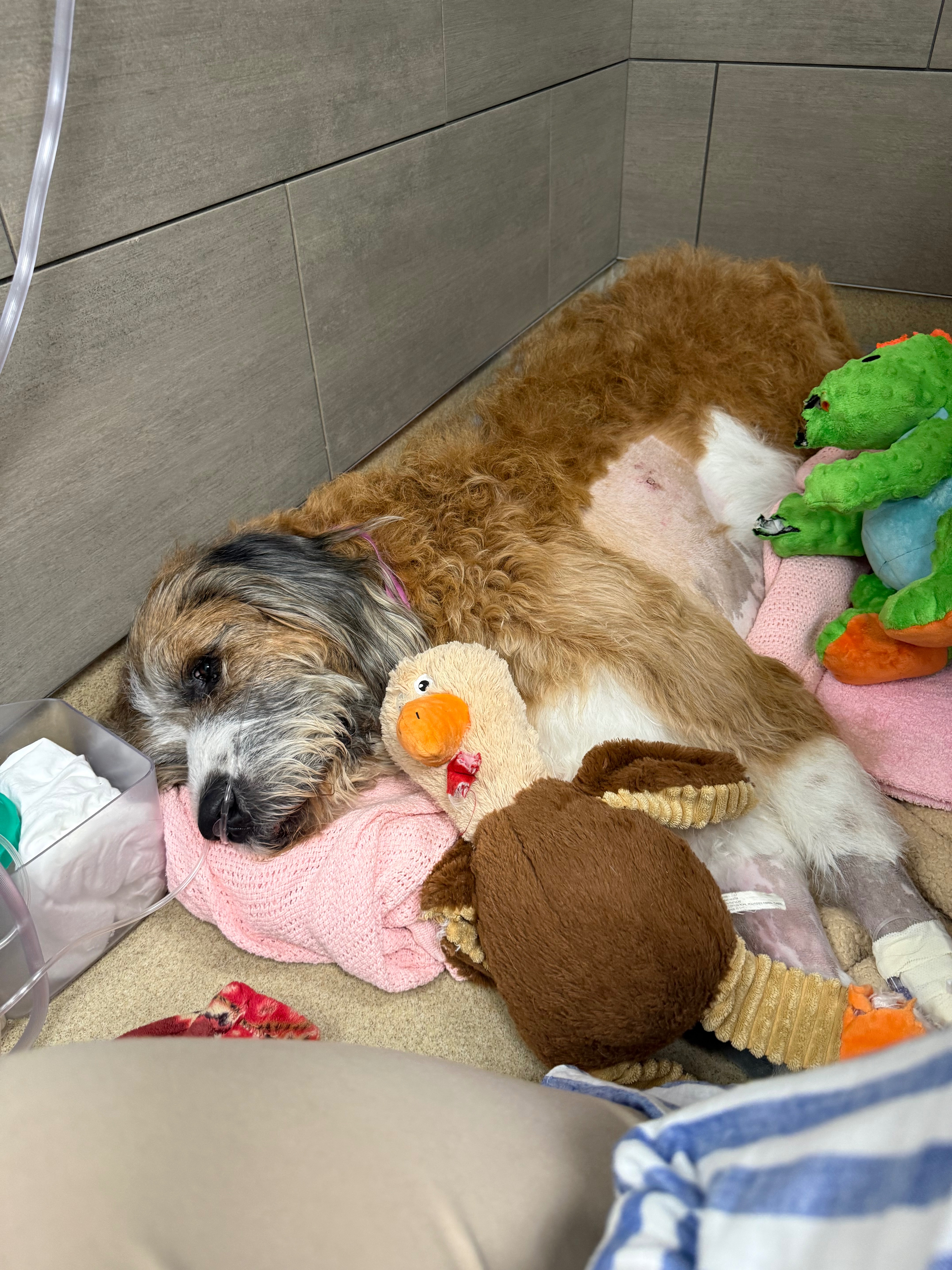 Help Henry Recover: Emergency Vet Care campaign photo, 2 of 6
