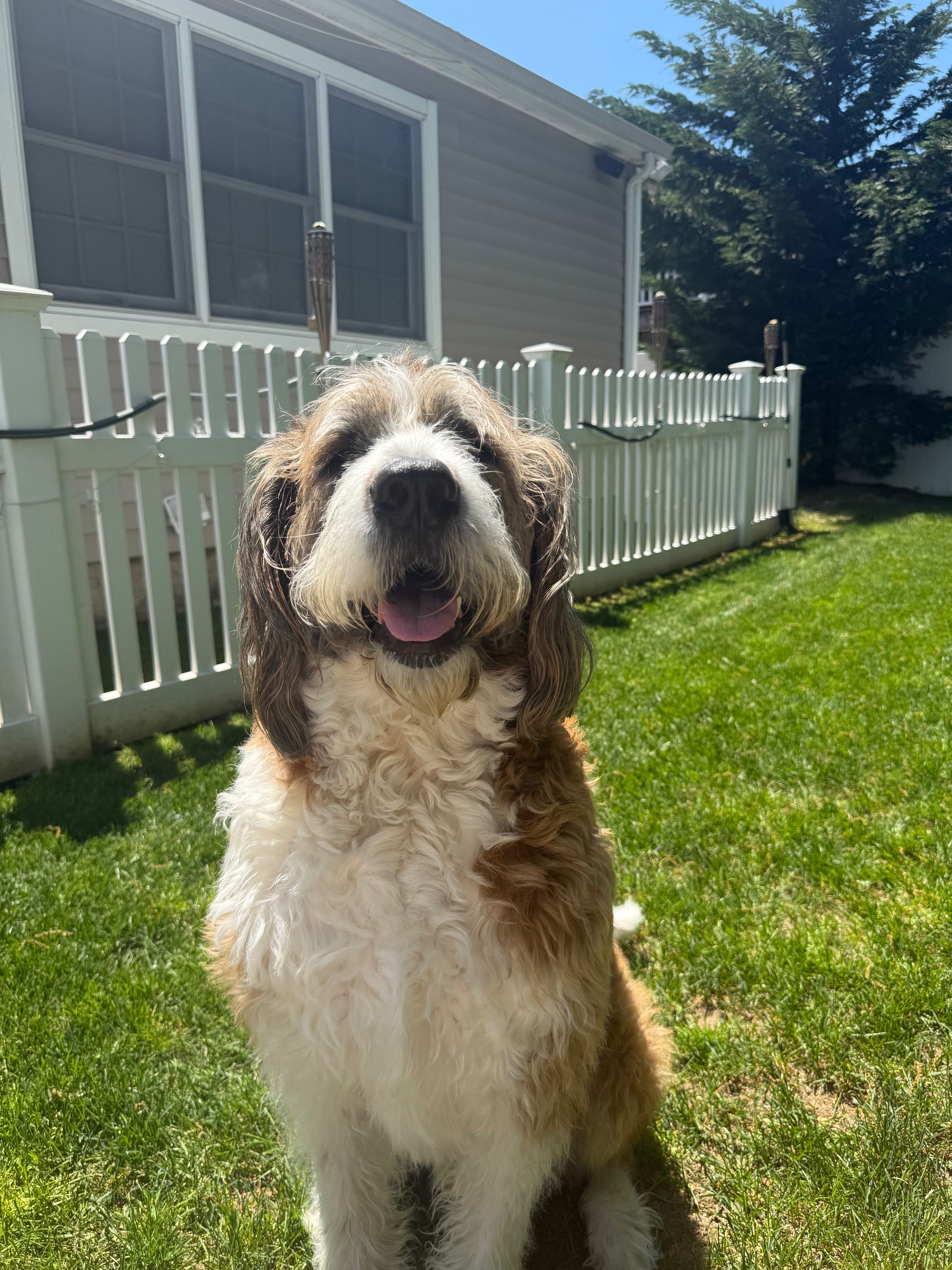 Help Henry Recover: Emergency Vet Care campaign photo, 4 of 6