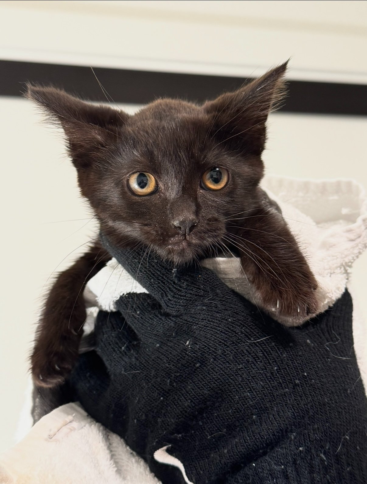 Support Calle De Luna Cat Rescue campaign photo, 6 of 7