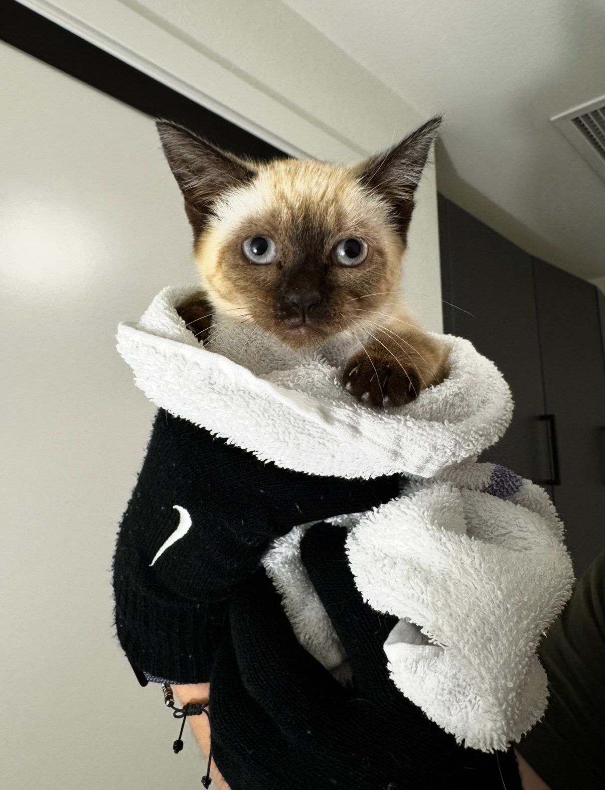 Support Calle De Luna Cat Rescue campaign photo, 2 of 7