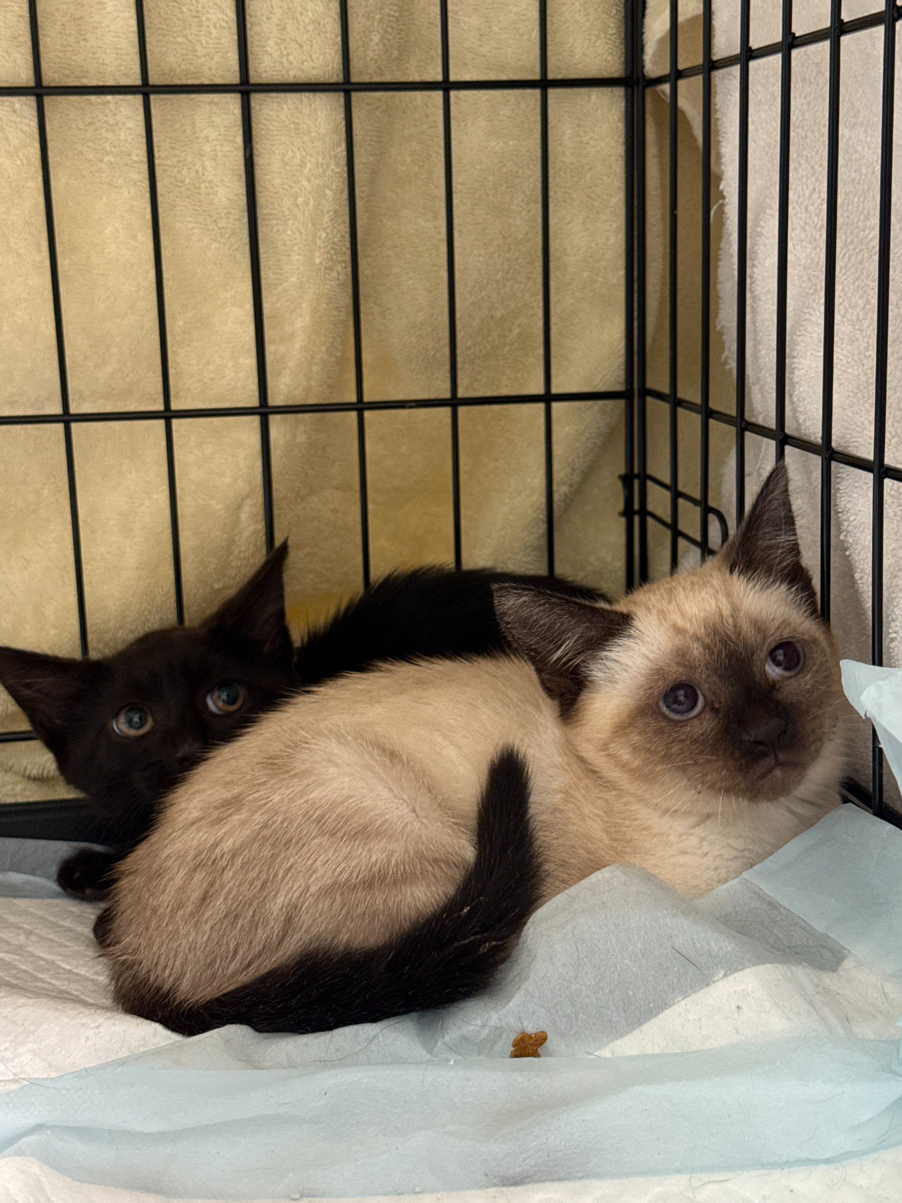 Support Calle De Luna Cat Rescue campaign photo, 4 of 7