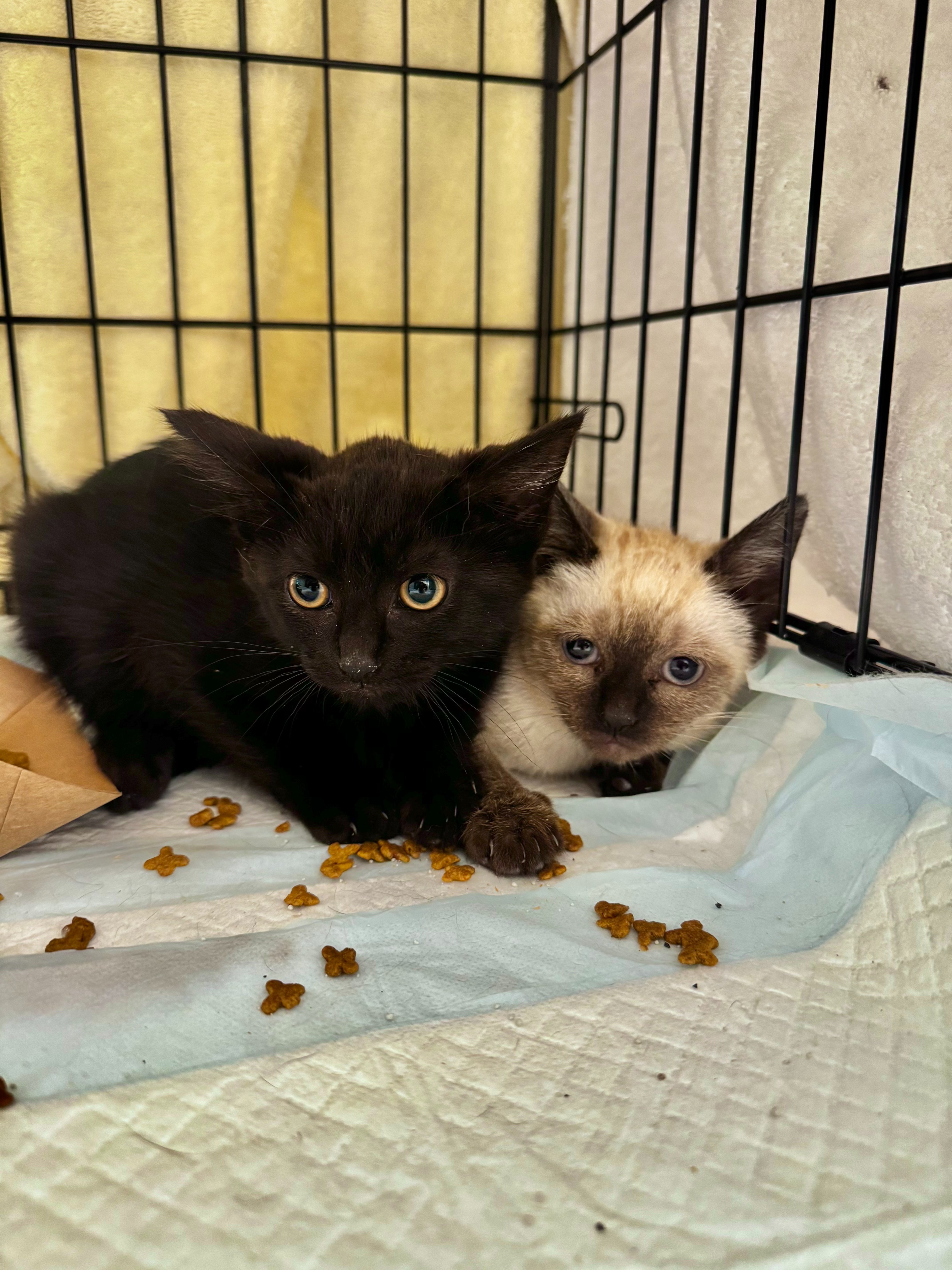 Support Calle De Luna Cat Rescue campaign photo, 5 of 7
