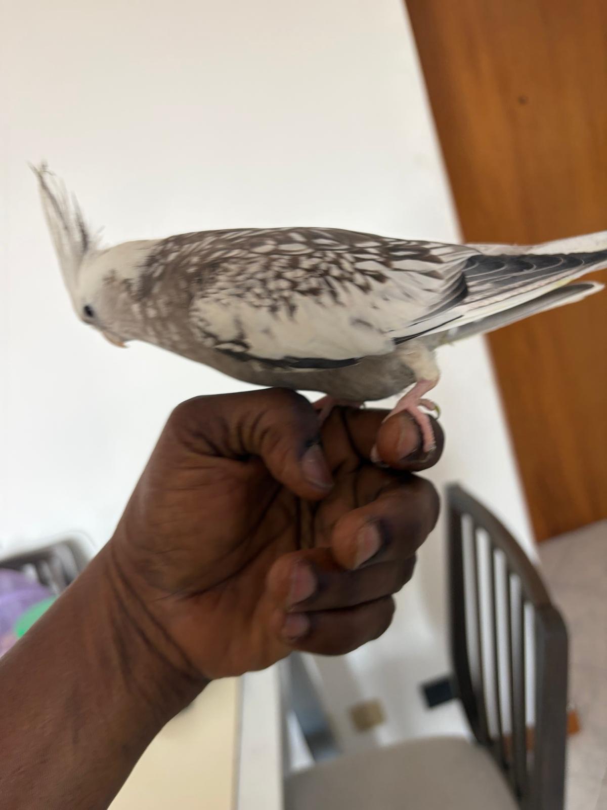 Gofundme for my sick bird campaign photo, 2 of 5