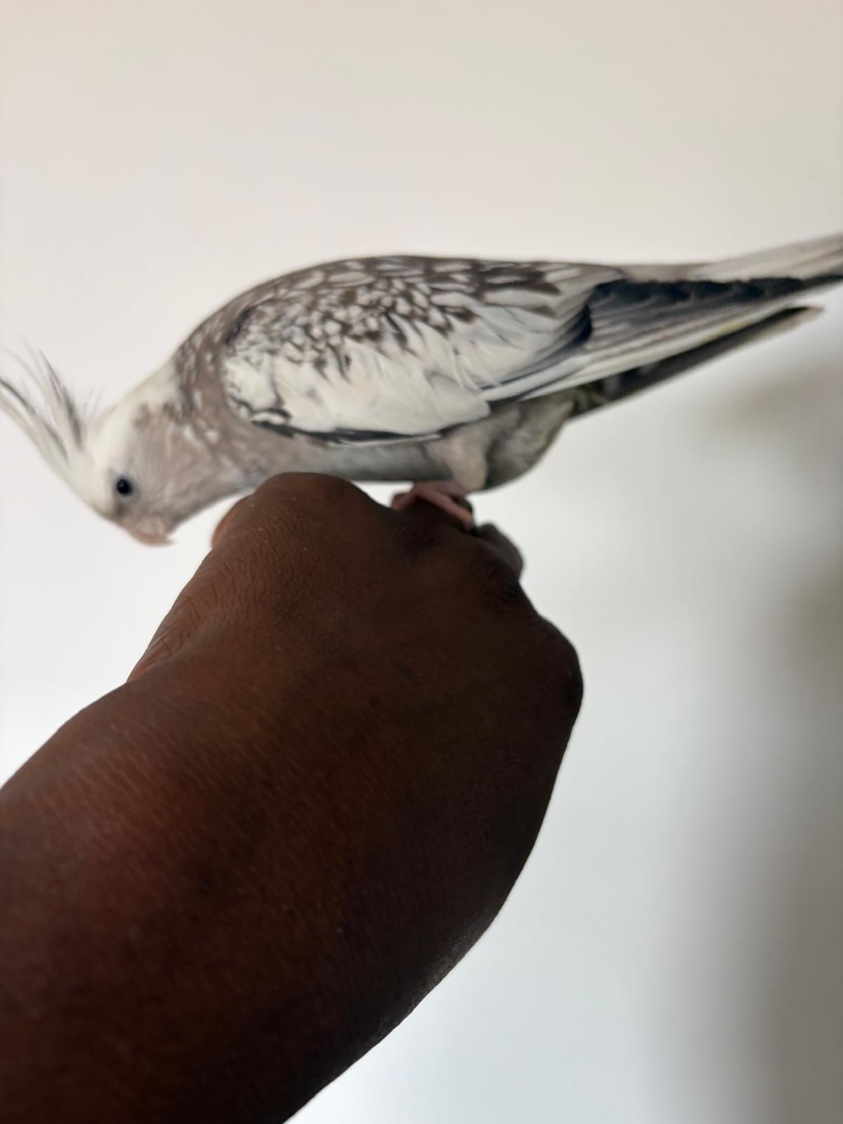 Gofundme for my sick bird campaign photo, 4 of 5