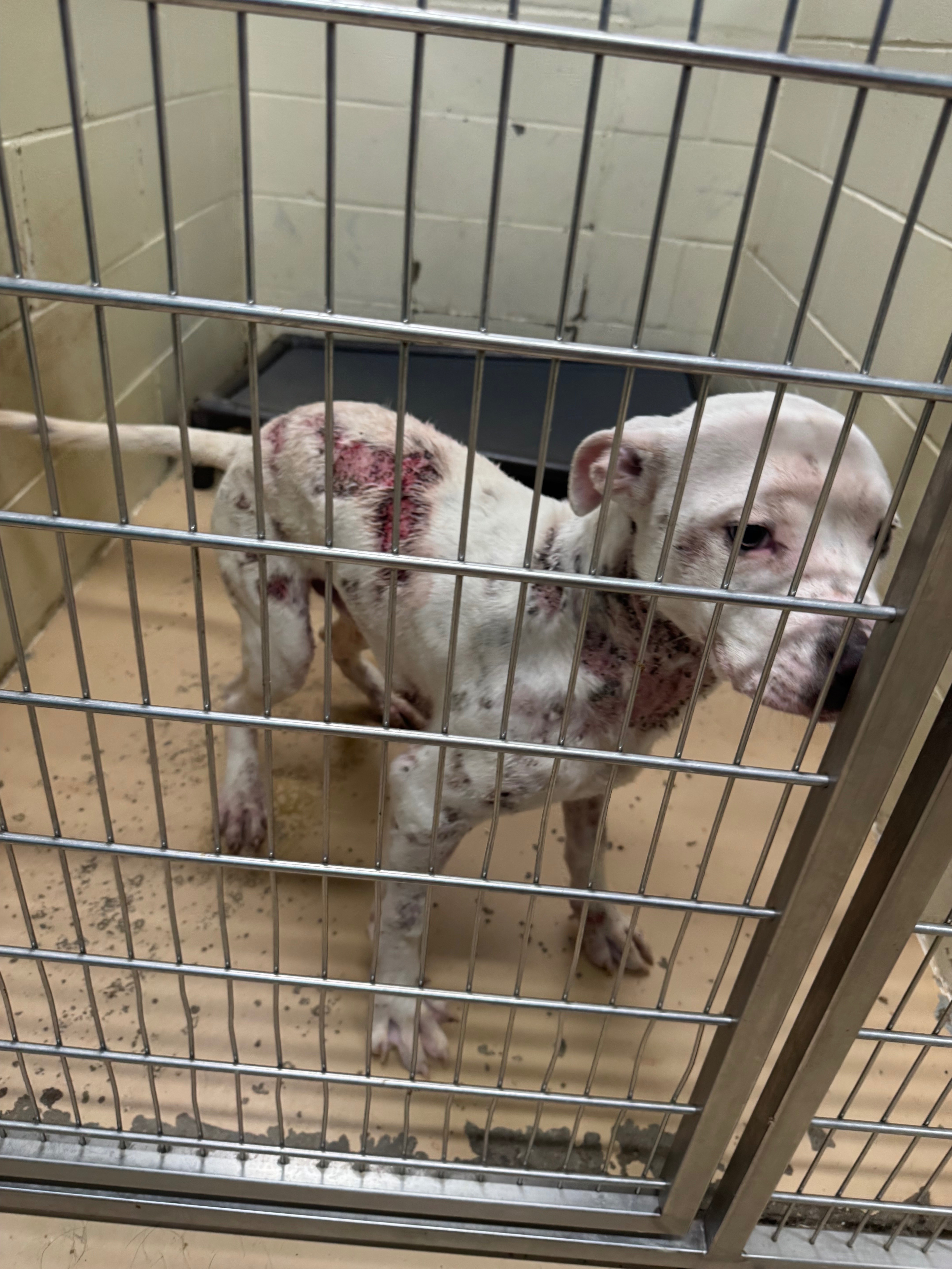Help Rescue Wilbur and Give Him a Healthy Future campaign photo, 4 of 5