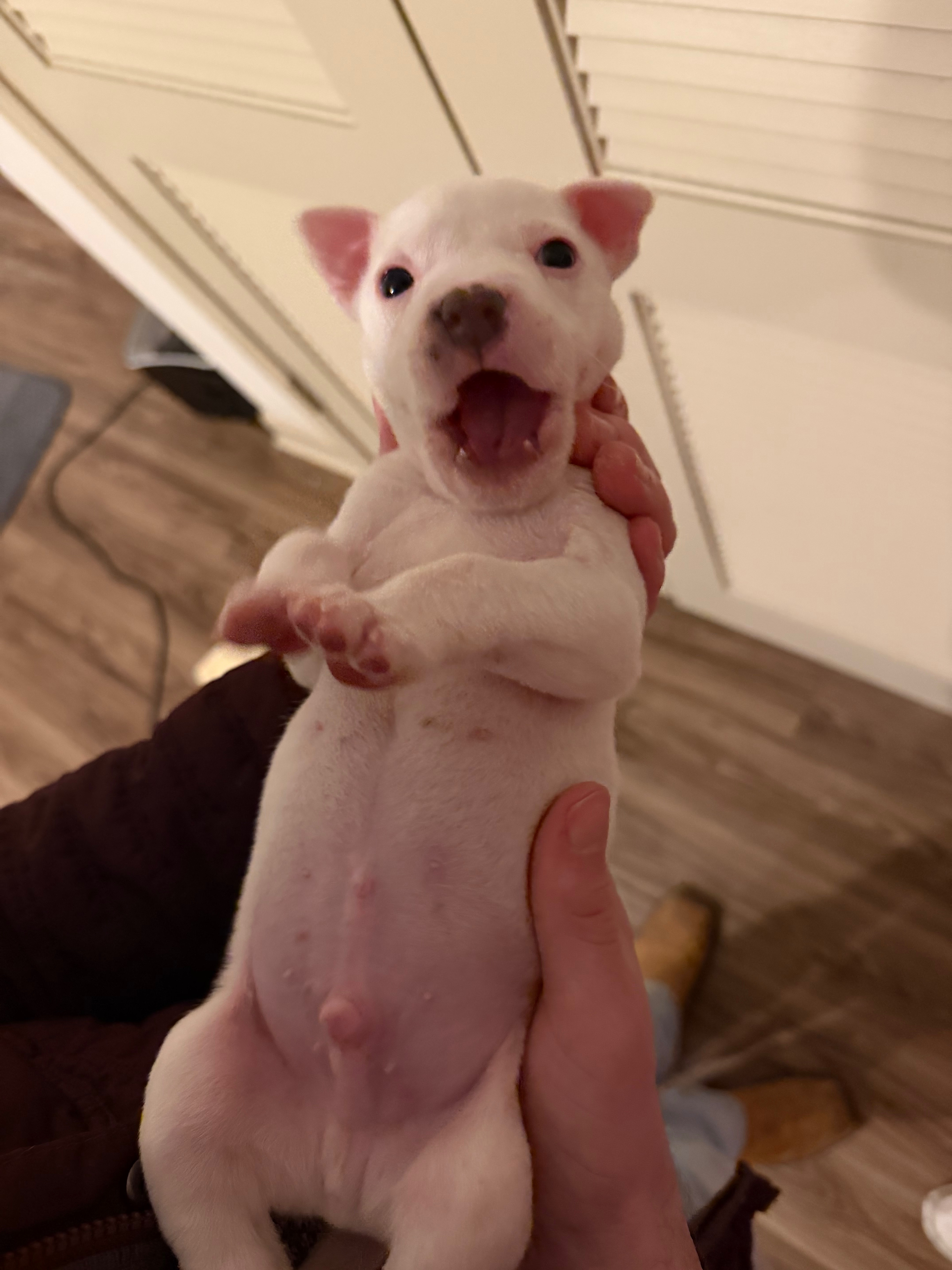 Help Rescue Wilbur and Give Him a Healthy Future campaign photo, 2 of 5