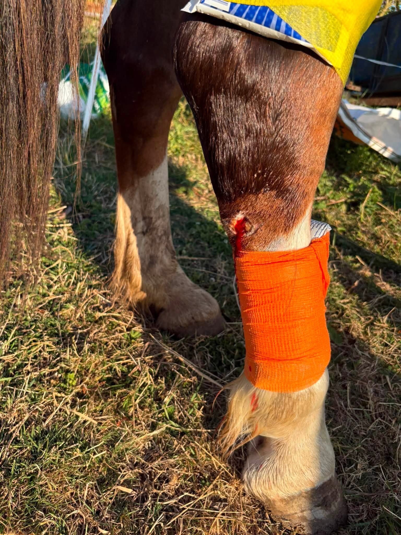 Whispa Wants to Live: Urgent Surgery & Rescue Fund campaign photo, 2 of 4