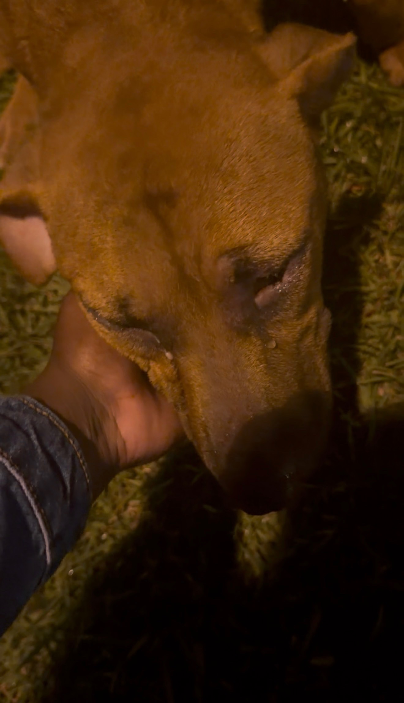 Help an Abandoned Dog Get Medical Care campaign photo, 8 of 9