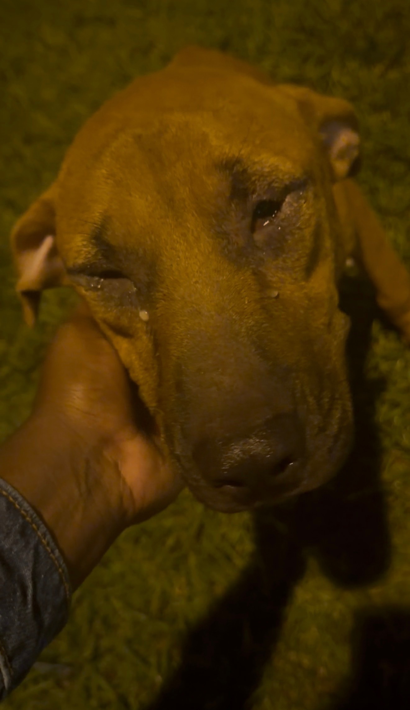 Help an Abandoned Dog Get Medical Care campaign photo, 4 of 9