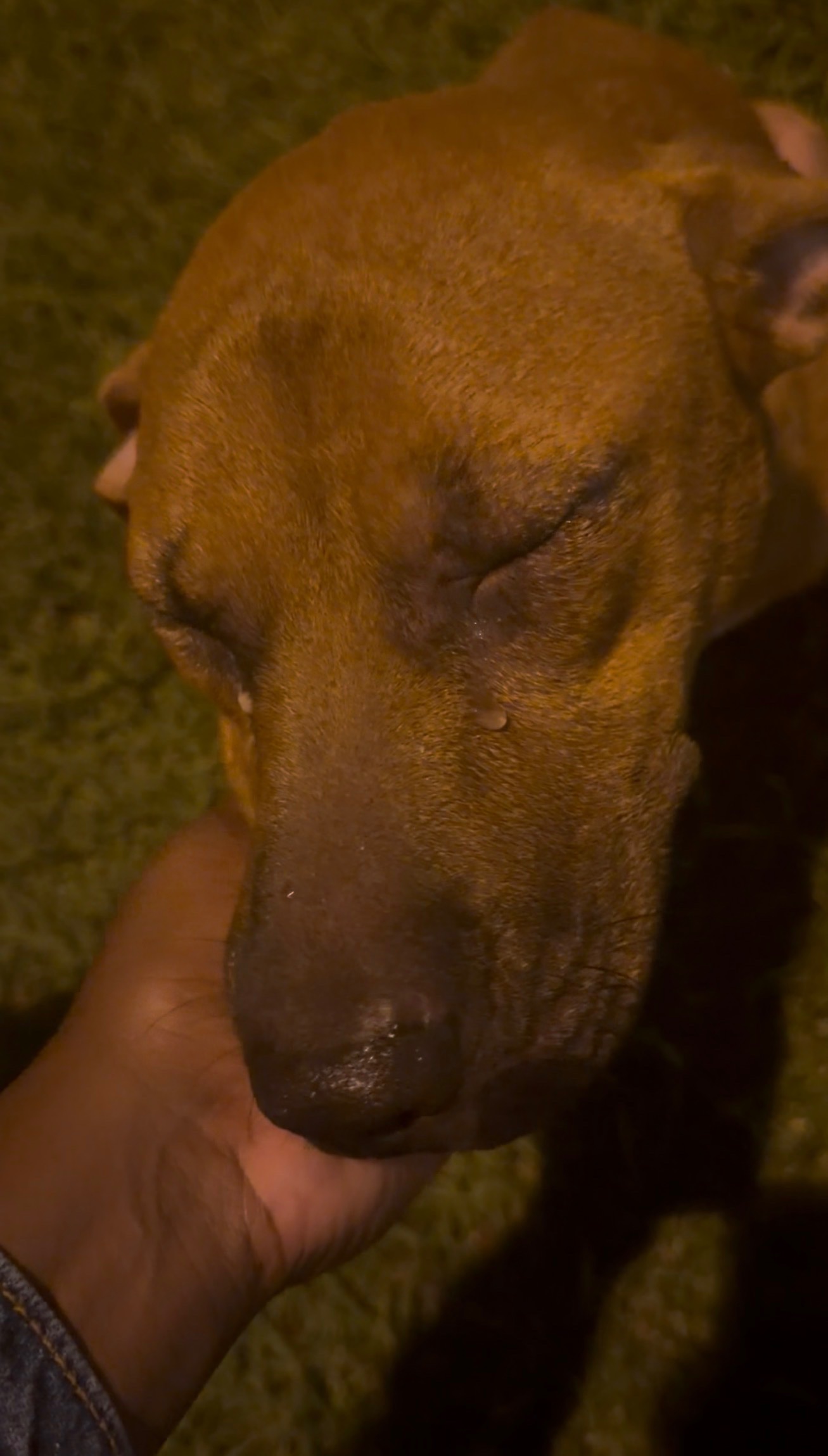 Help an Abandoned Dog Get Medical Care campaign photo, 2 of 9