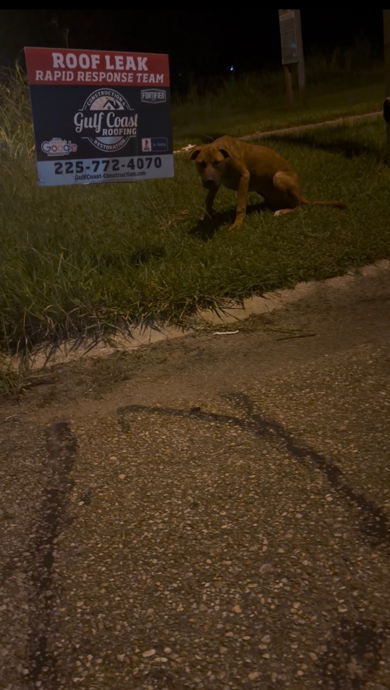 Help an Abandoned Dog Get Medical Care campaign photo, 5 of 9