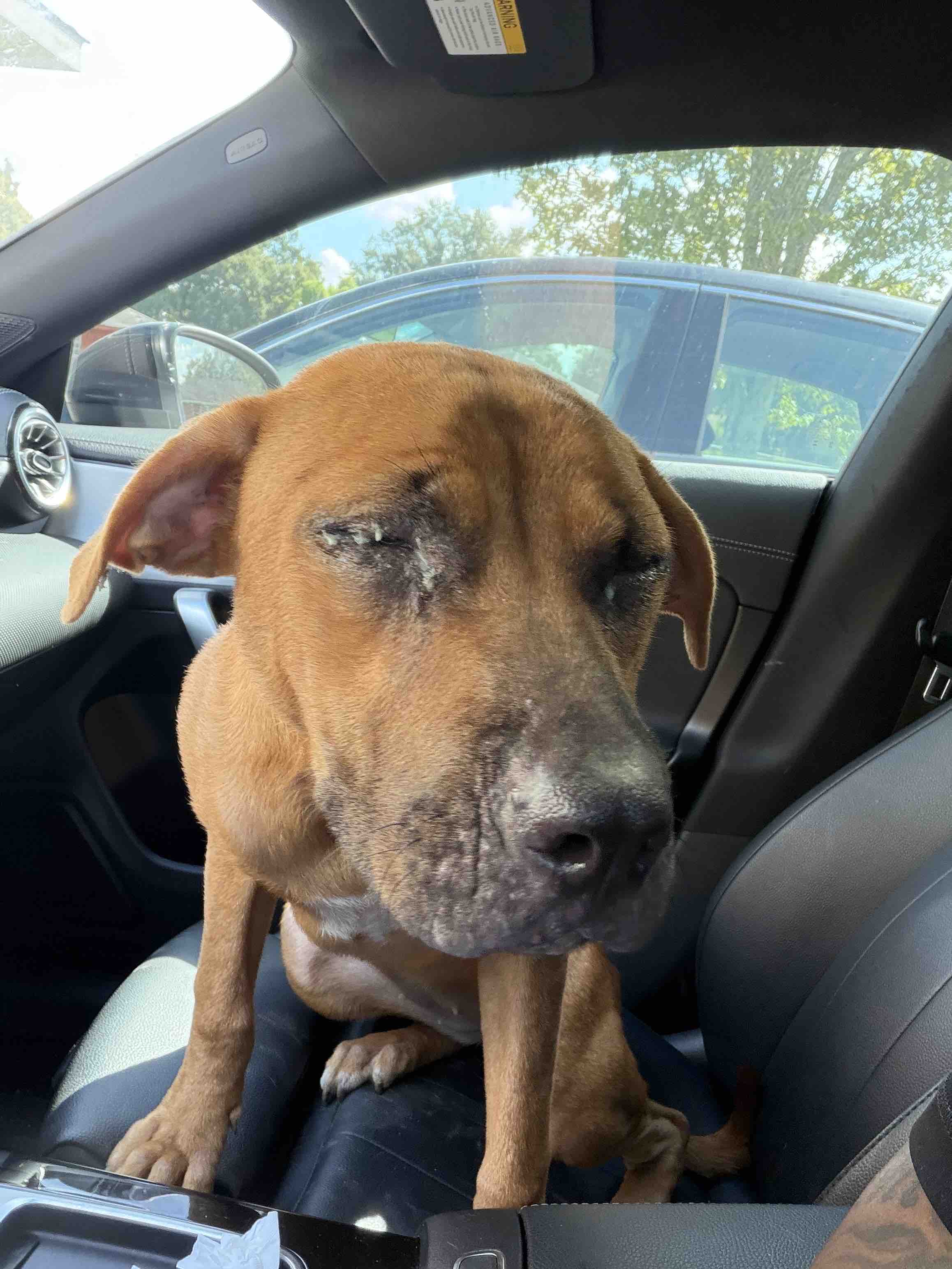 Help an Abandoned Dog Get Medical Care campaign photo, 6 of 9