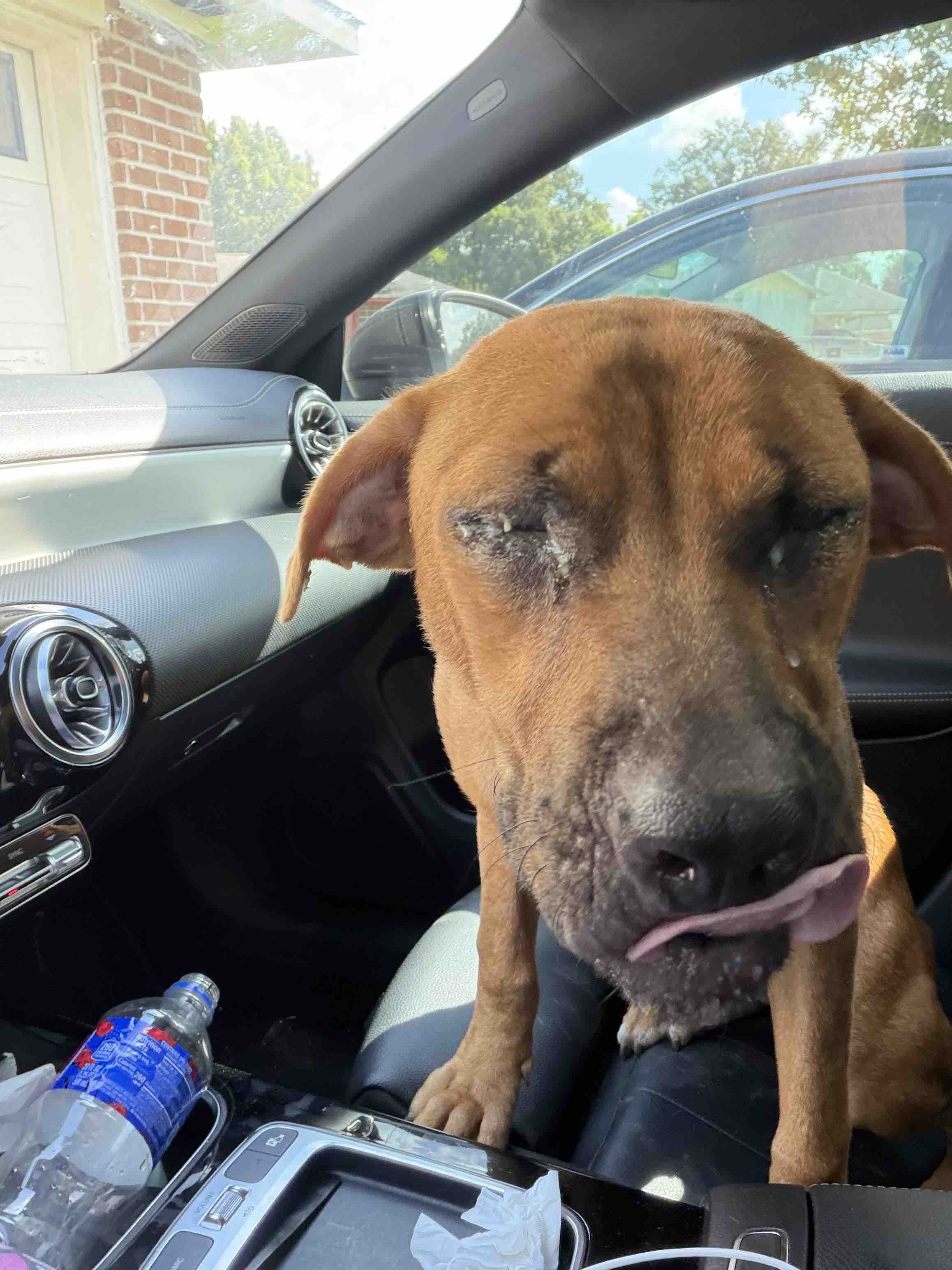 Help an Abandoned Dog Get Medical Care campaign photo, 7 of 9