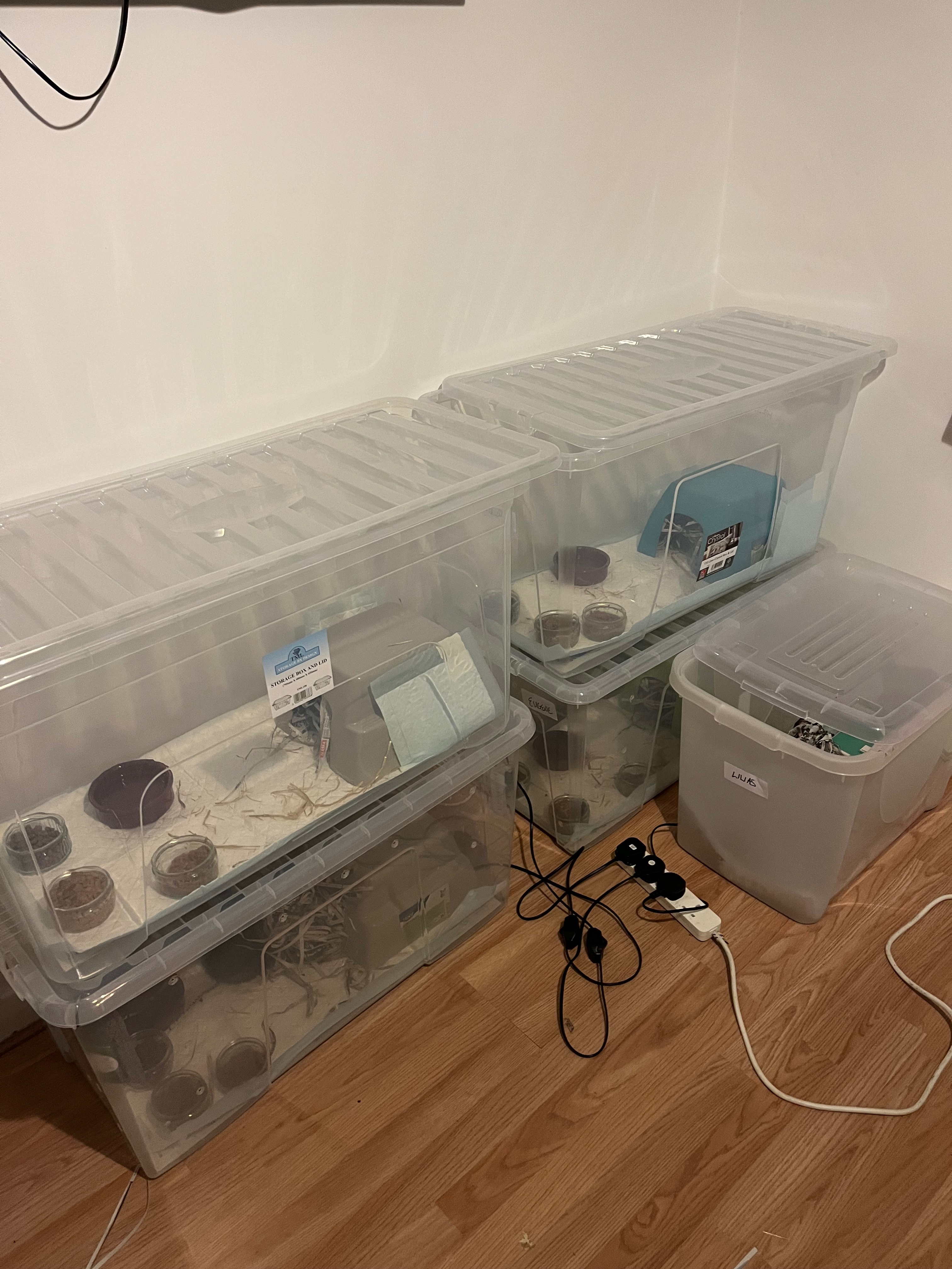 Building a Hedgehog Haven - Midlothian Hedgehog Rescue campaign photo, 4 of 7