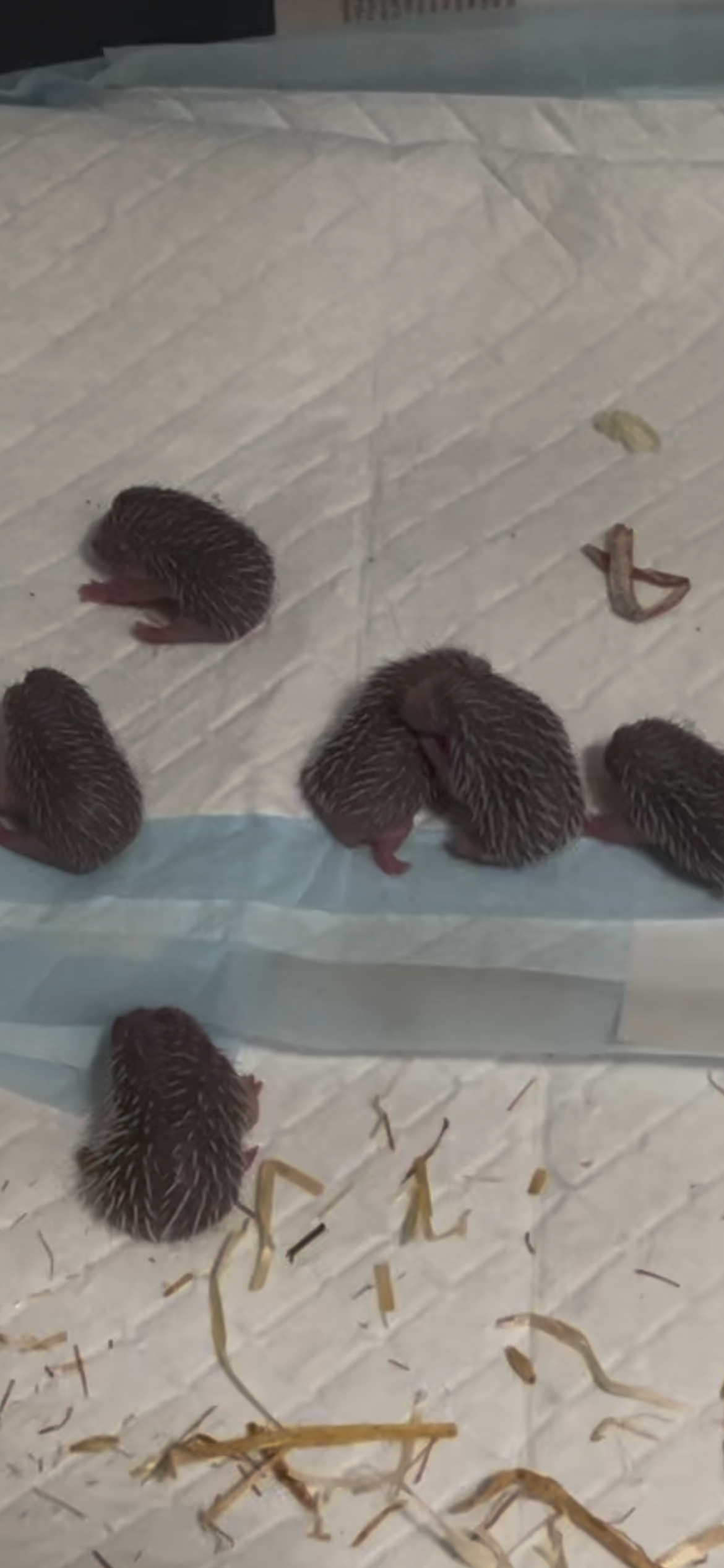 Building a Hedgehog Haven - Midlothian Hedgehog Rescue campaign photo, 5 of 7