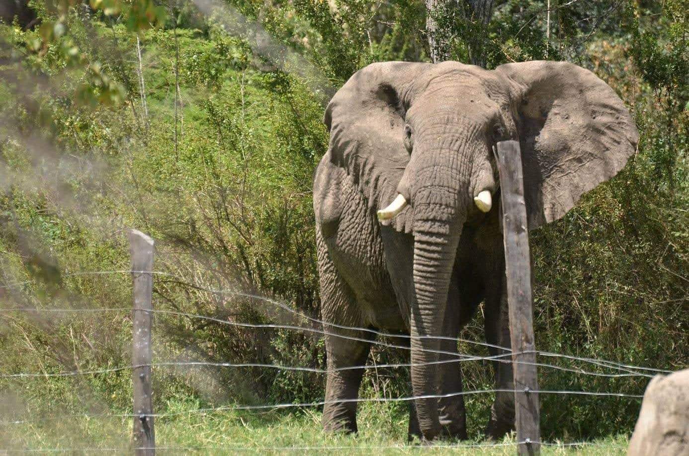 Preventing Human Wildlife Conflict - Support Elephant Aware campaign photo, 4 of 8