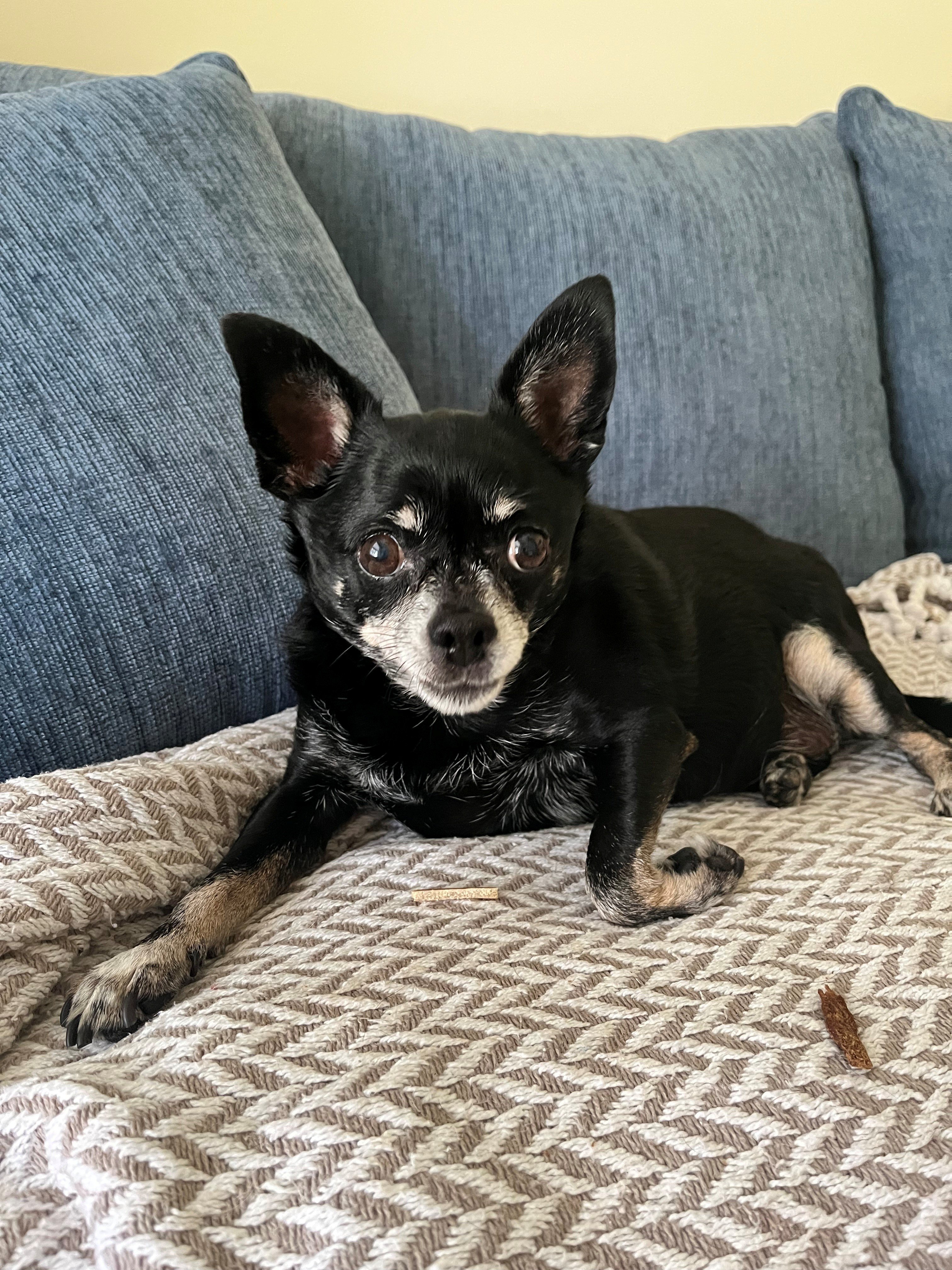 Help Tuco Walk Again: Surgery for My Chihuahua campaign photo, 4 of 5