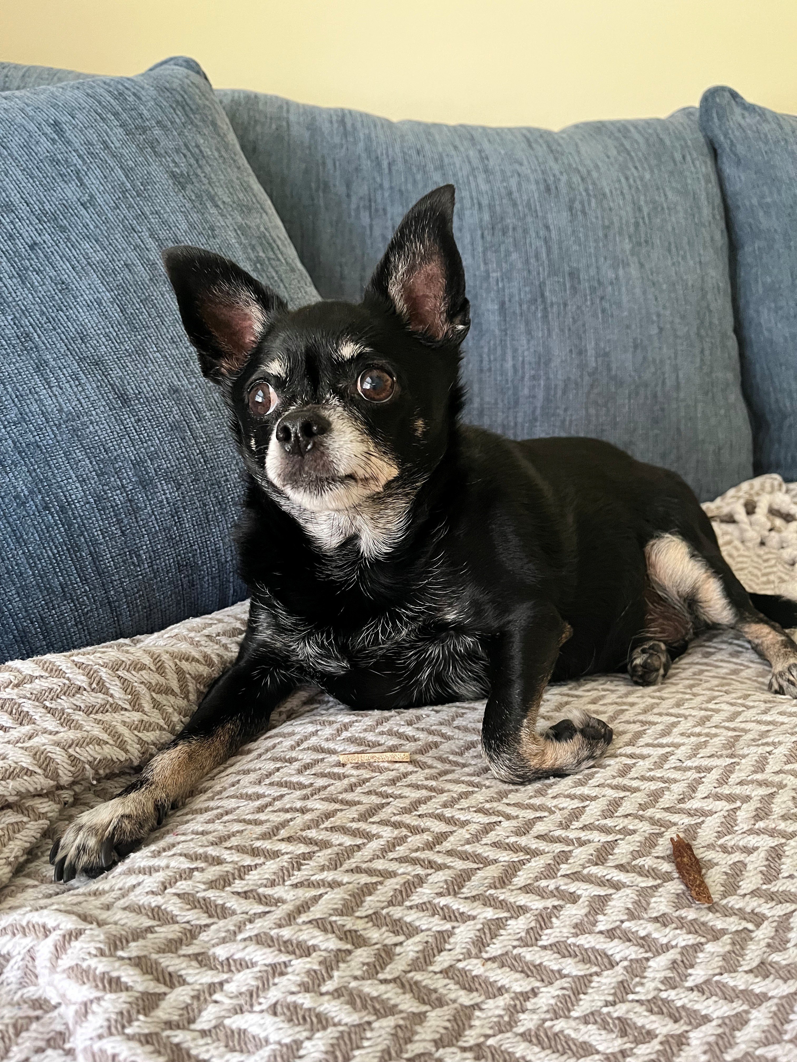 Help Tuco Walk Again: Surgery for My Chihuahua campaign photo, 2 of 5
