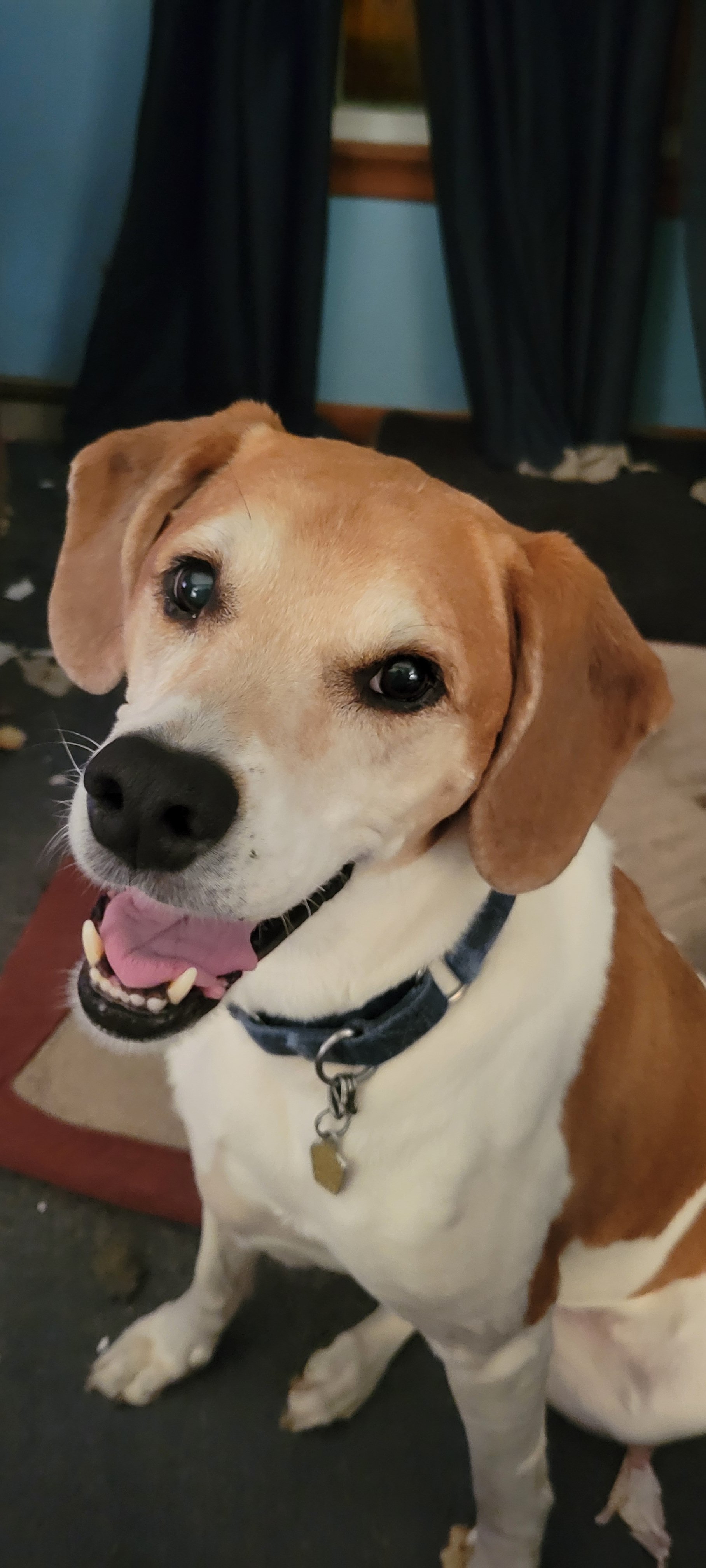 Comfort and Care for Beau in His Final Days campaign photo, 4 of 8