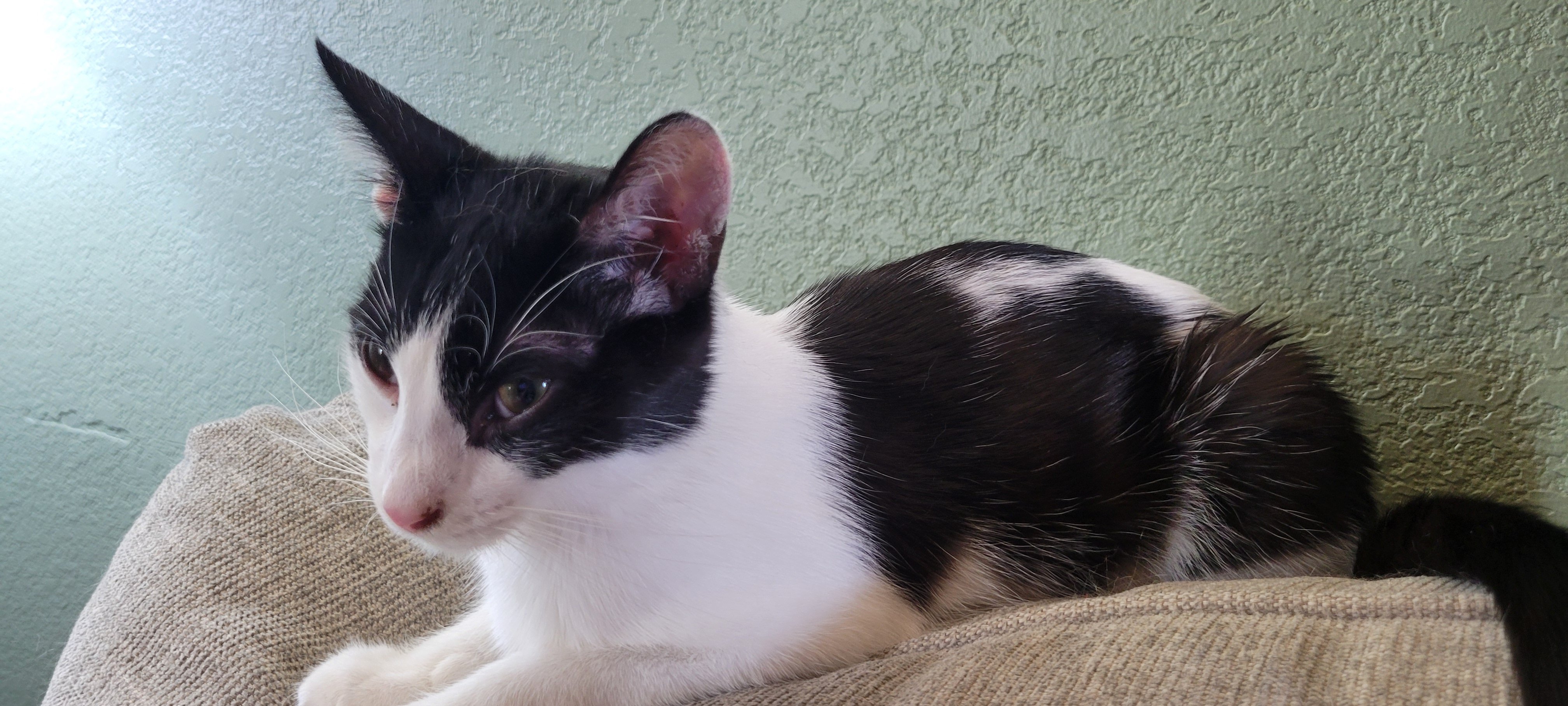 Help Save Ziggy: FIP Treatment for My Rescue Cat campaign photo, 4 of 5