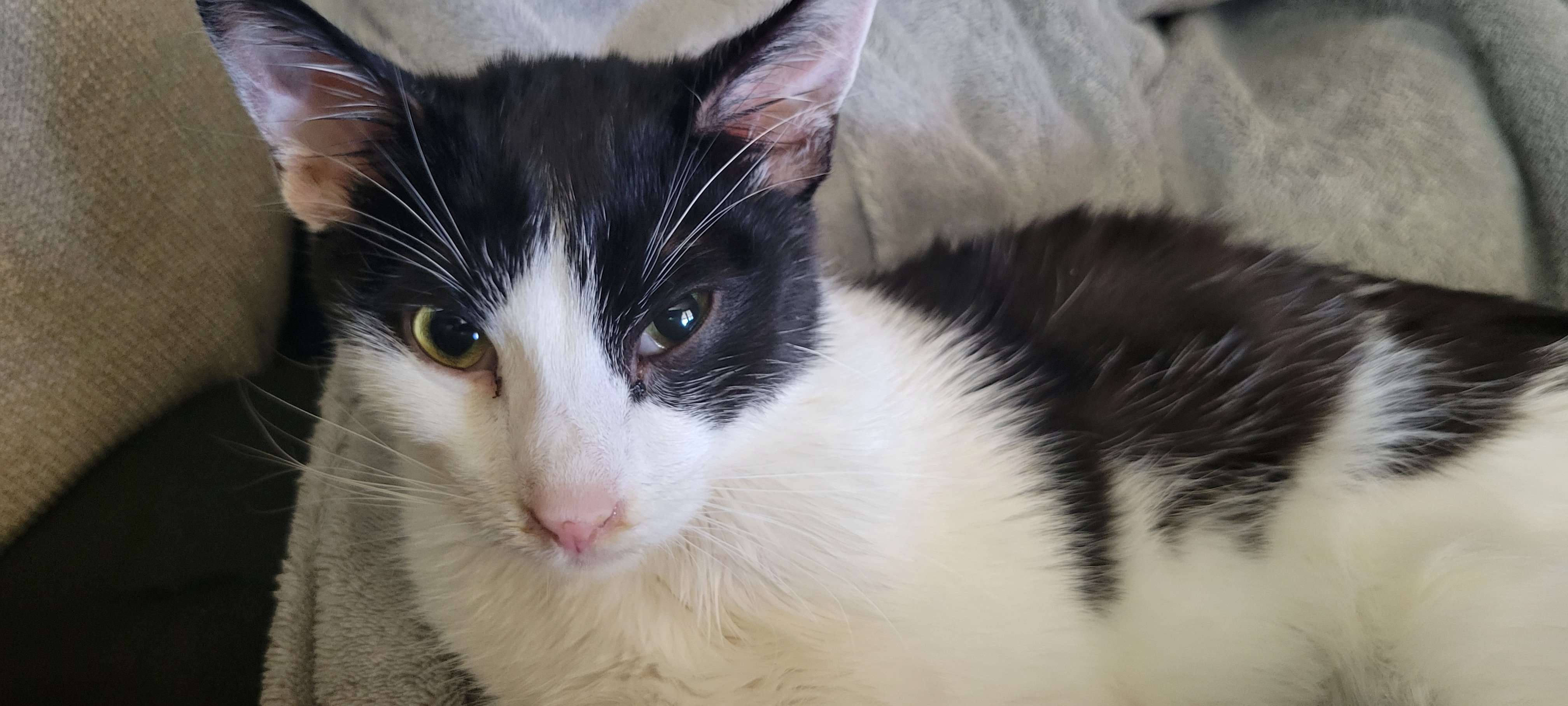 Help Save Ziggy: FIP Treatment for My Rescue Cat campaign photo, 2 of 5