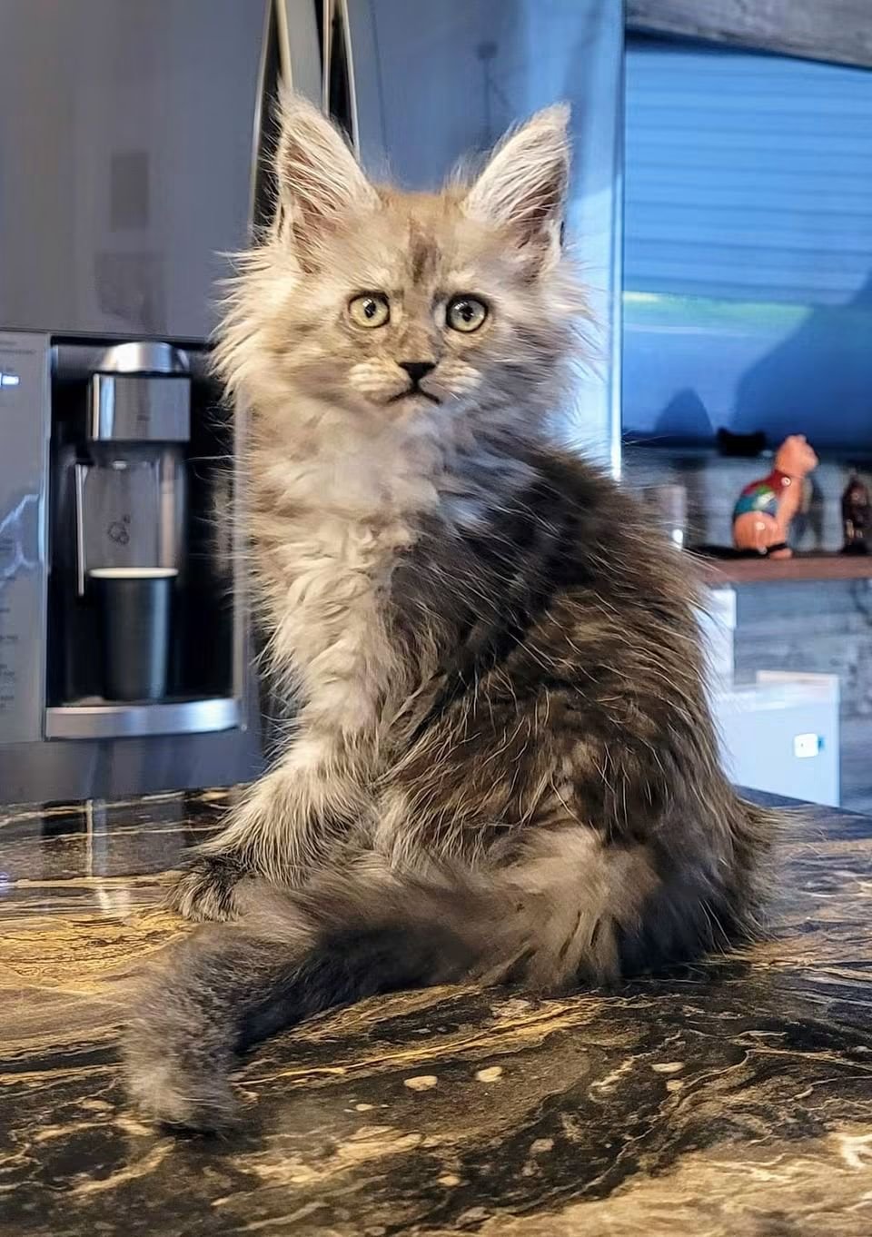 Help me give Myshka a chance campaign photo, 5 of 8