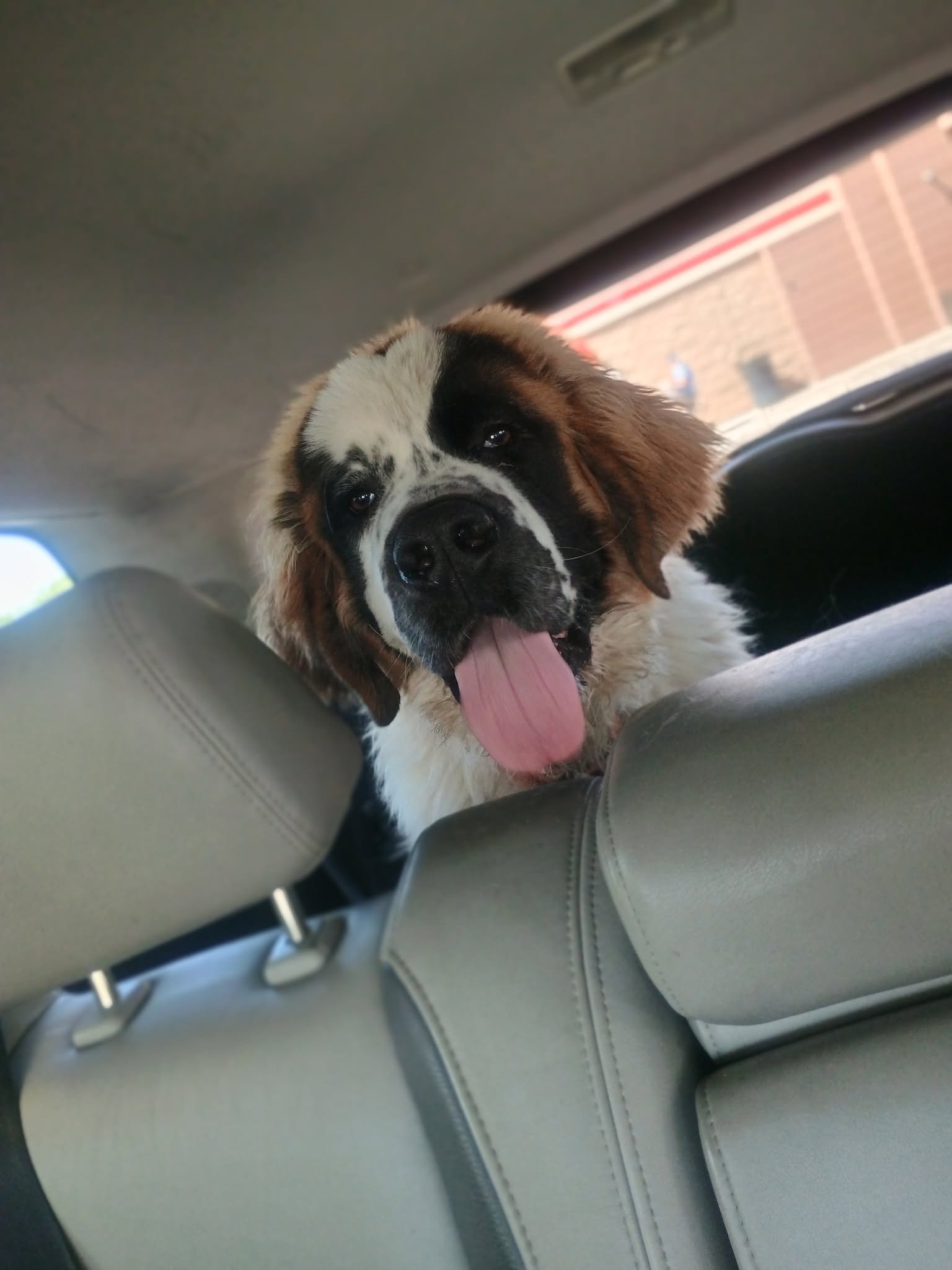Help Chula's Uber Get a Rescue Transport Van campaign photo, 7 of 8
