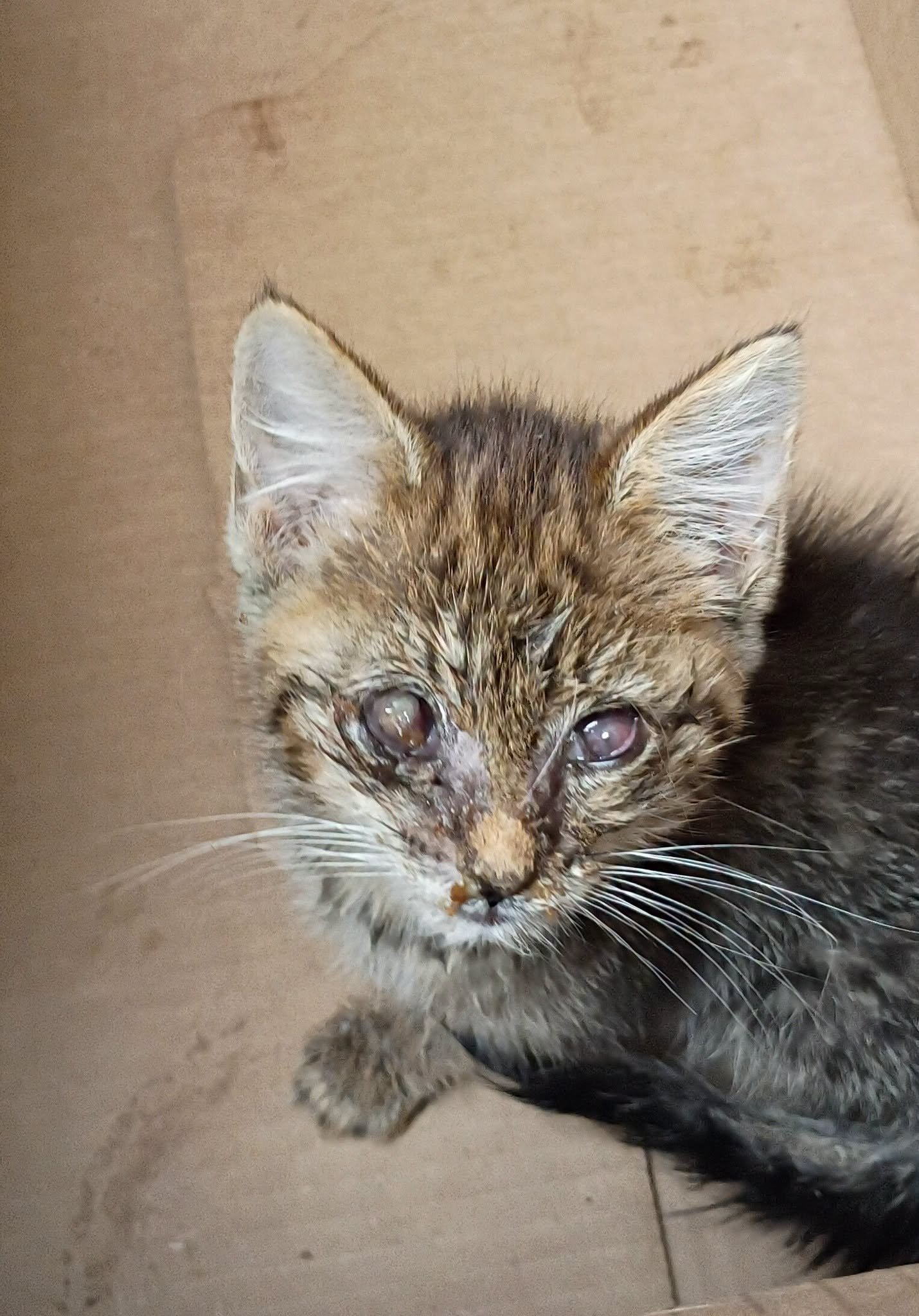 Help Chula's Uber Get a Rescue Transport Van campaign photo, 6 of 8