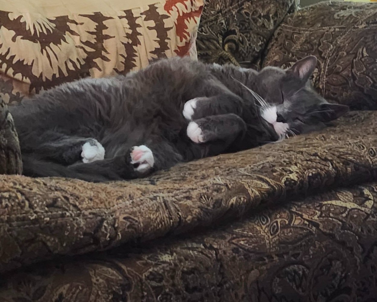 HELP WITH BOOGIE'S CANCER TREATMENT PLEASE campaign photo, 7 of 8